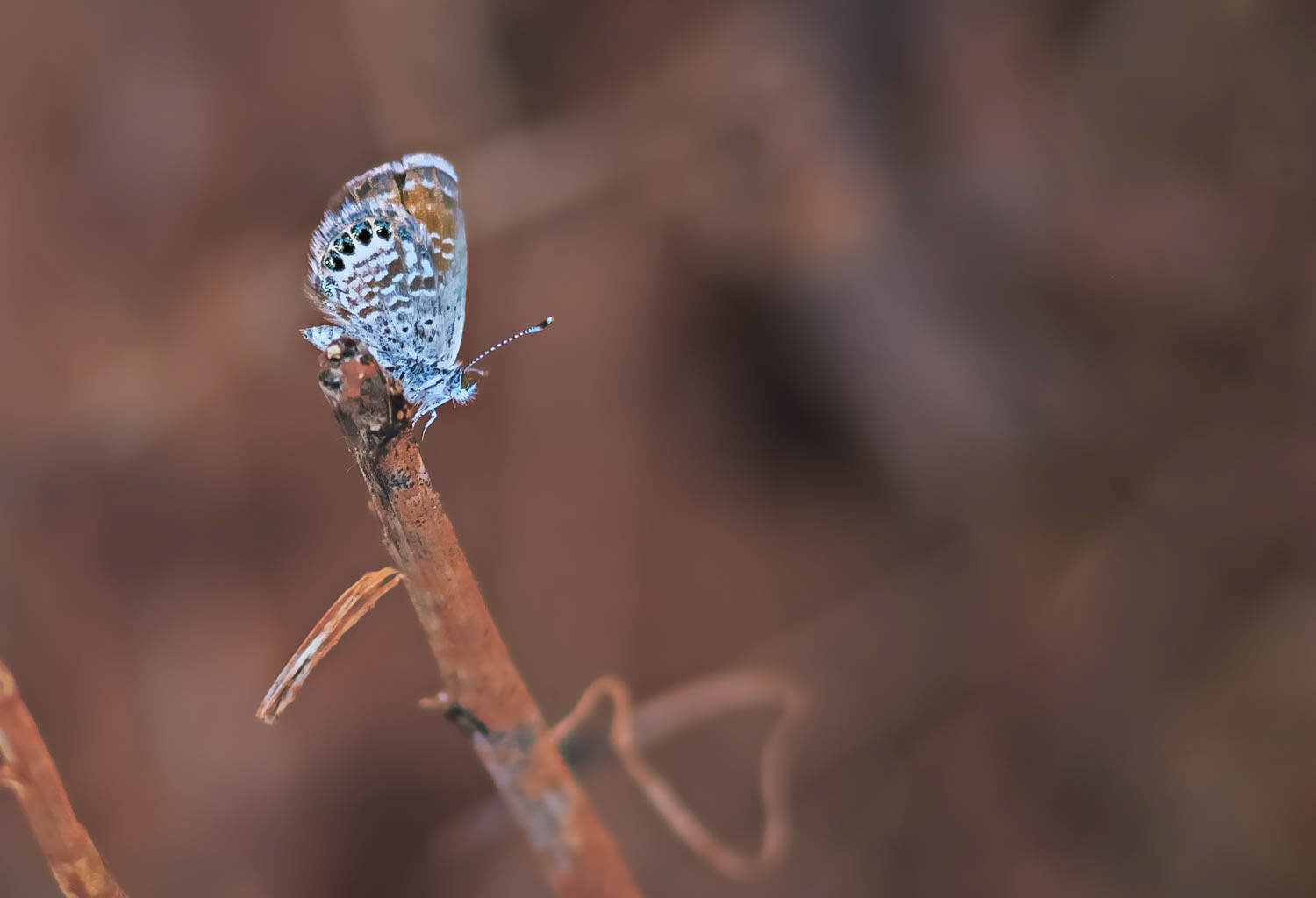 Western Pygmy Blue (Brephidium exile)