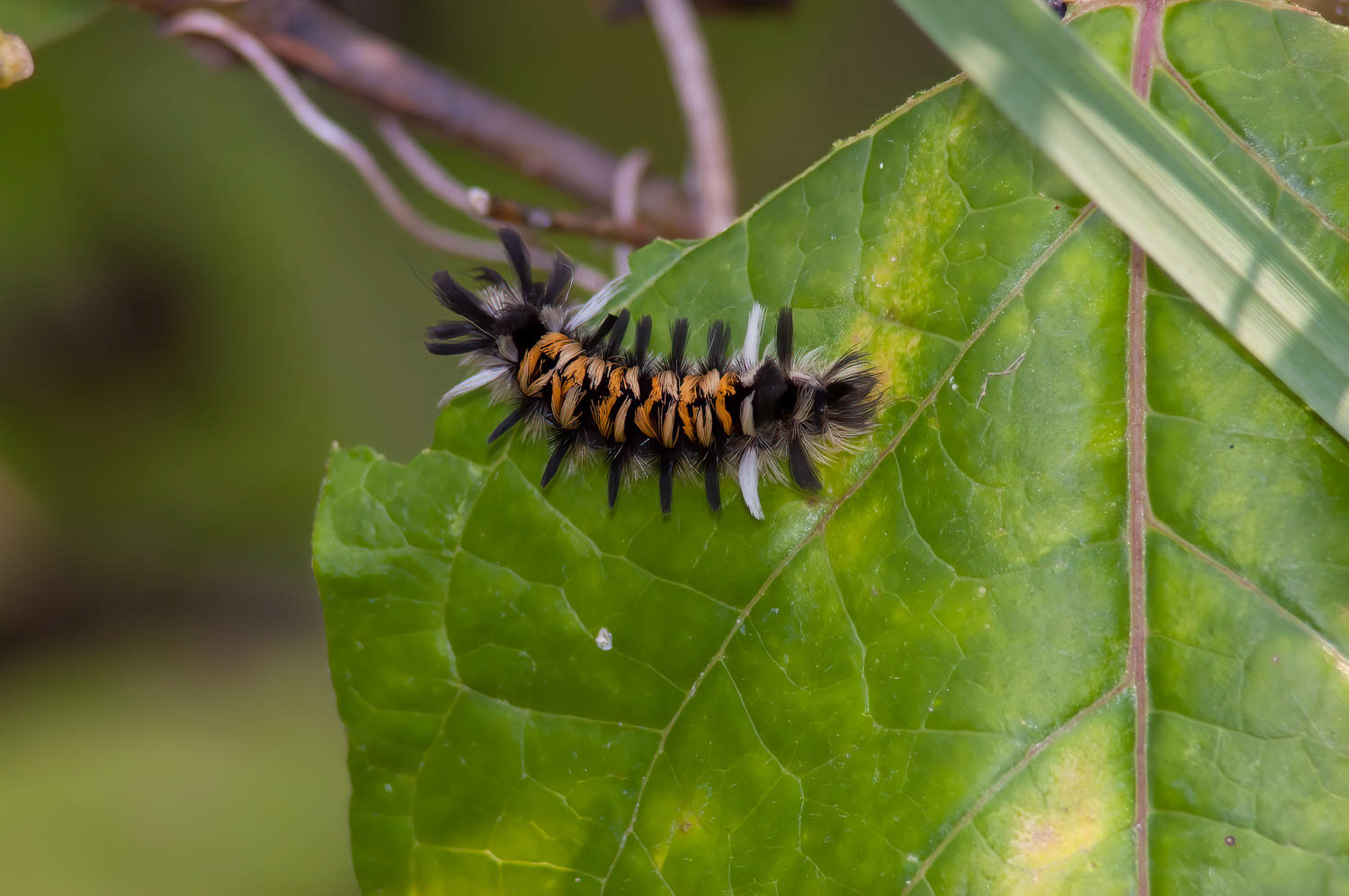 Milkweed Tussock Moth (Euchaetes egle)