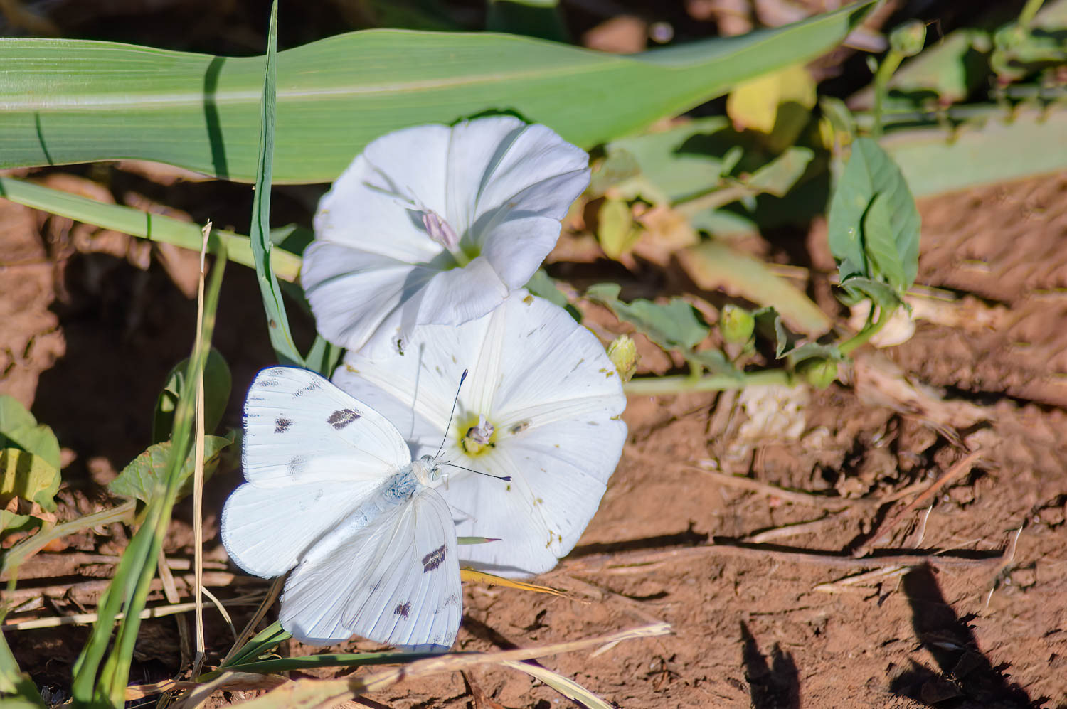 Cabbage White (Pieris rapae)