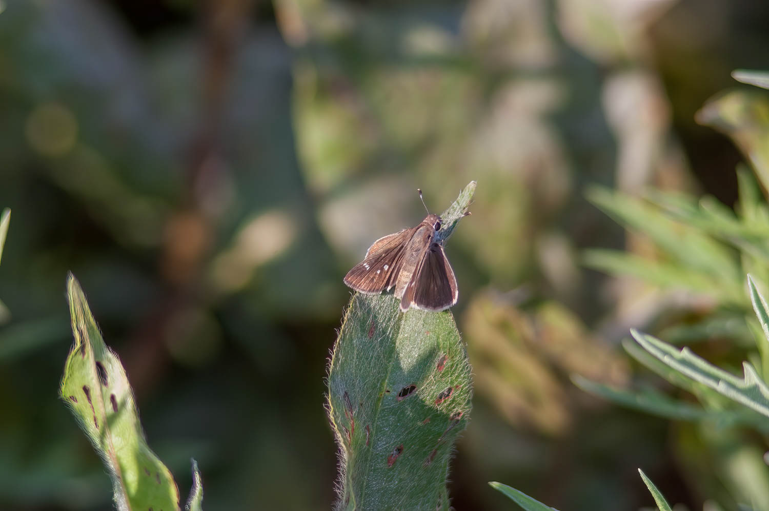 Eufala Skipper (Lerodea eufala)