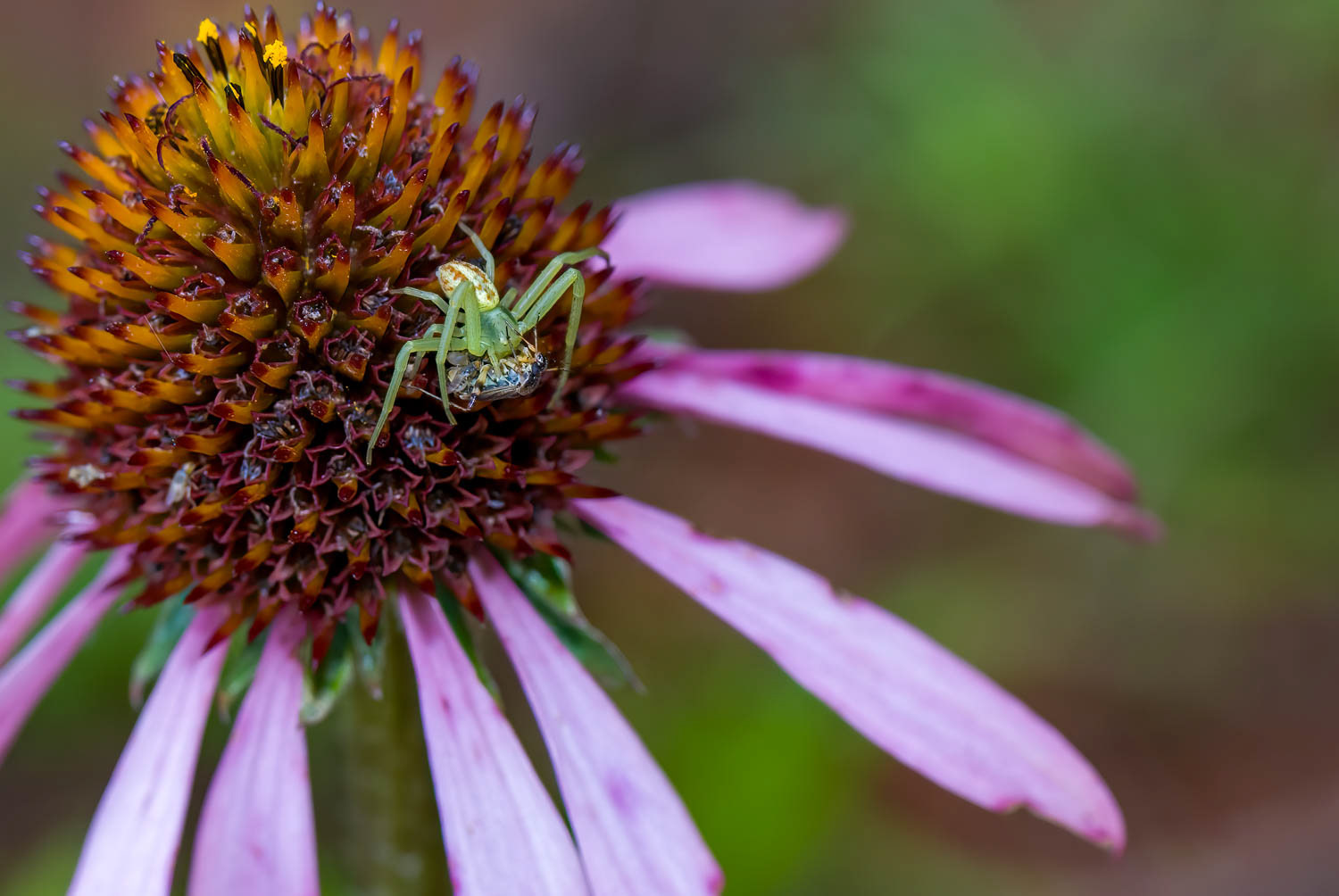 Crab Spider (Thomisidae sp.)