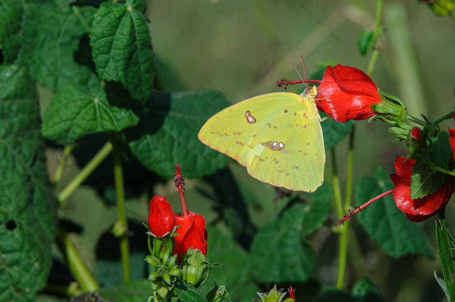 Cloudless Sulphur (Phoebis sennae)