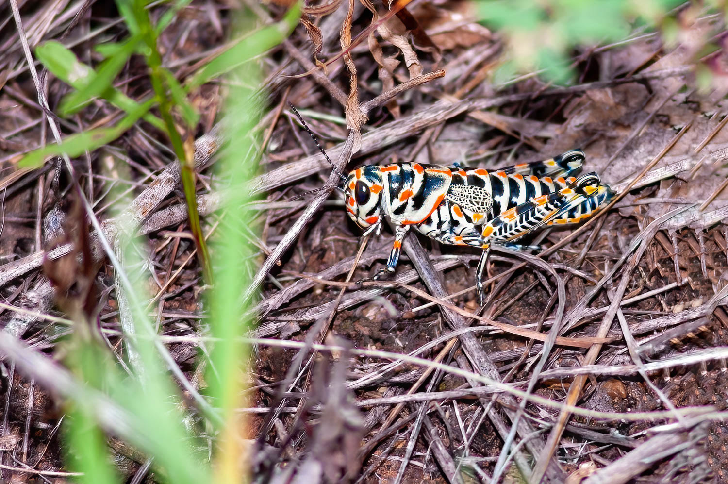 Rainbow Grasshopper (Dactylotum bicolor)