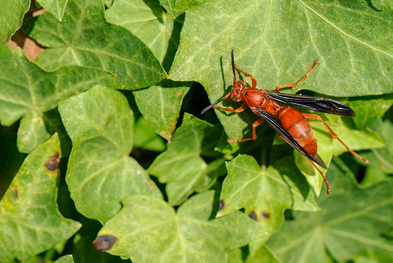 Red Paper Wasp (Polistes Carolina)