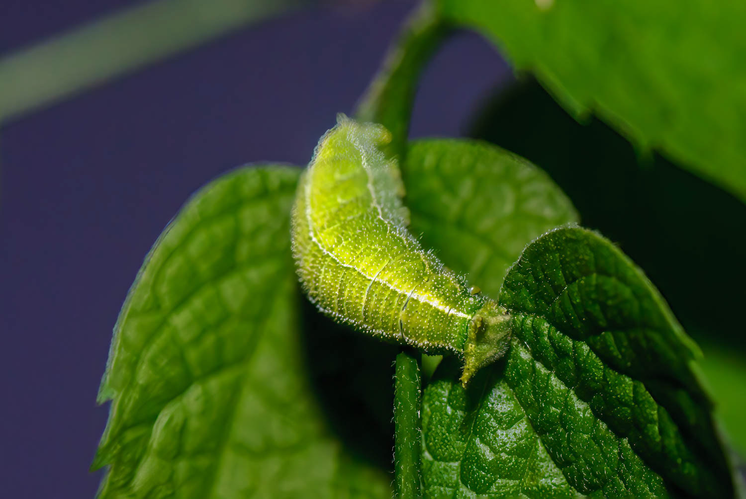 Tawny Emperor Caterpillar (Asterocampa clyton)