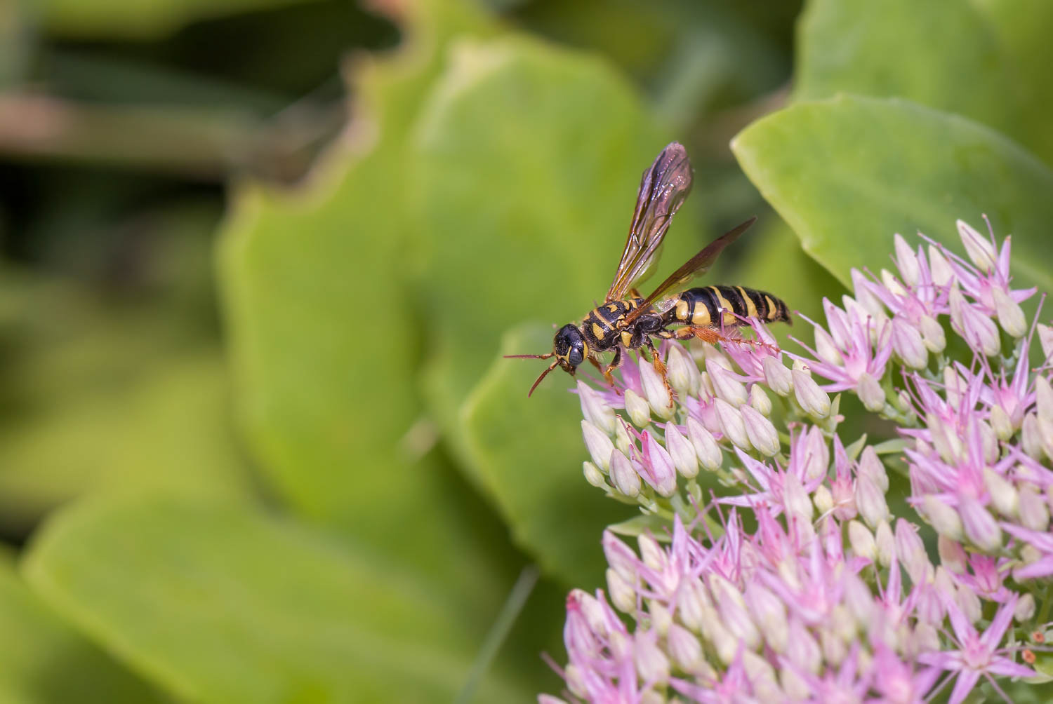 Sand Wasp