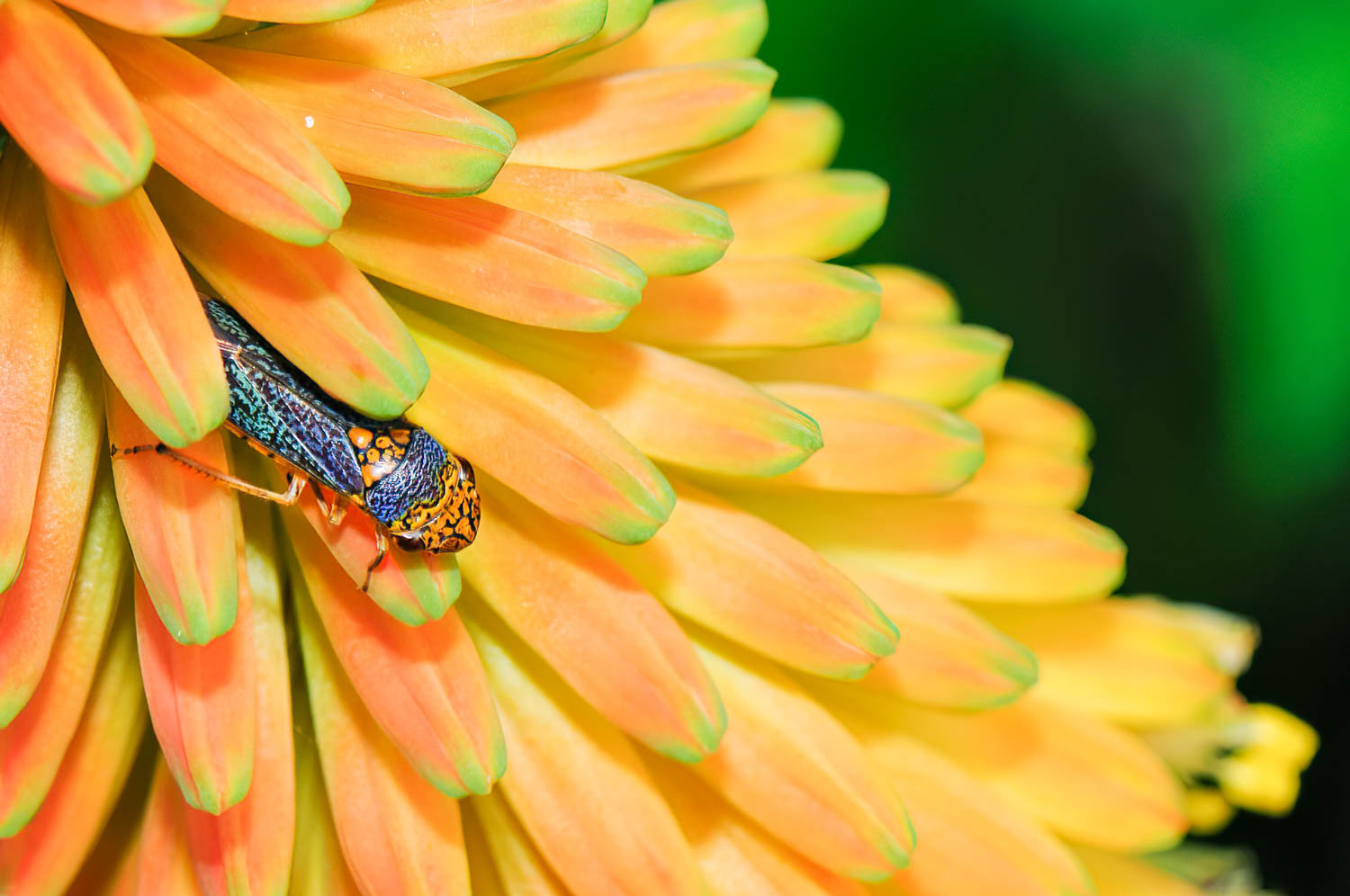 Broad-headed Sharpshooter (Oncometopia orbona)