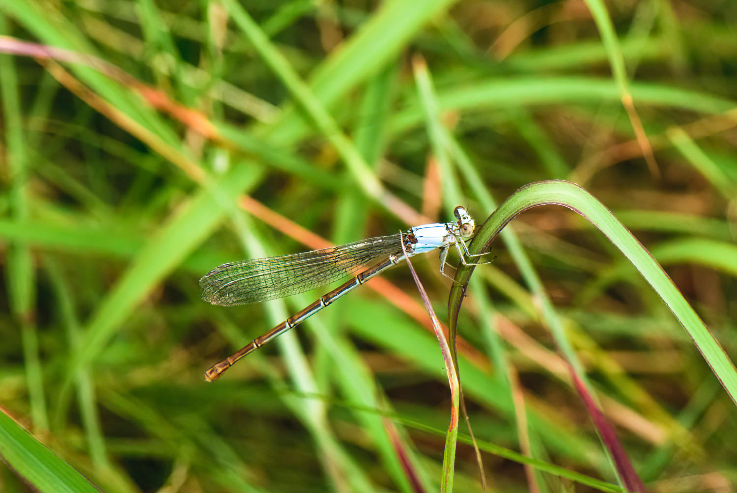 Blue-ringed Dancer (Argia sedula) Male