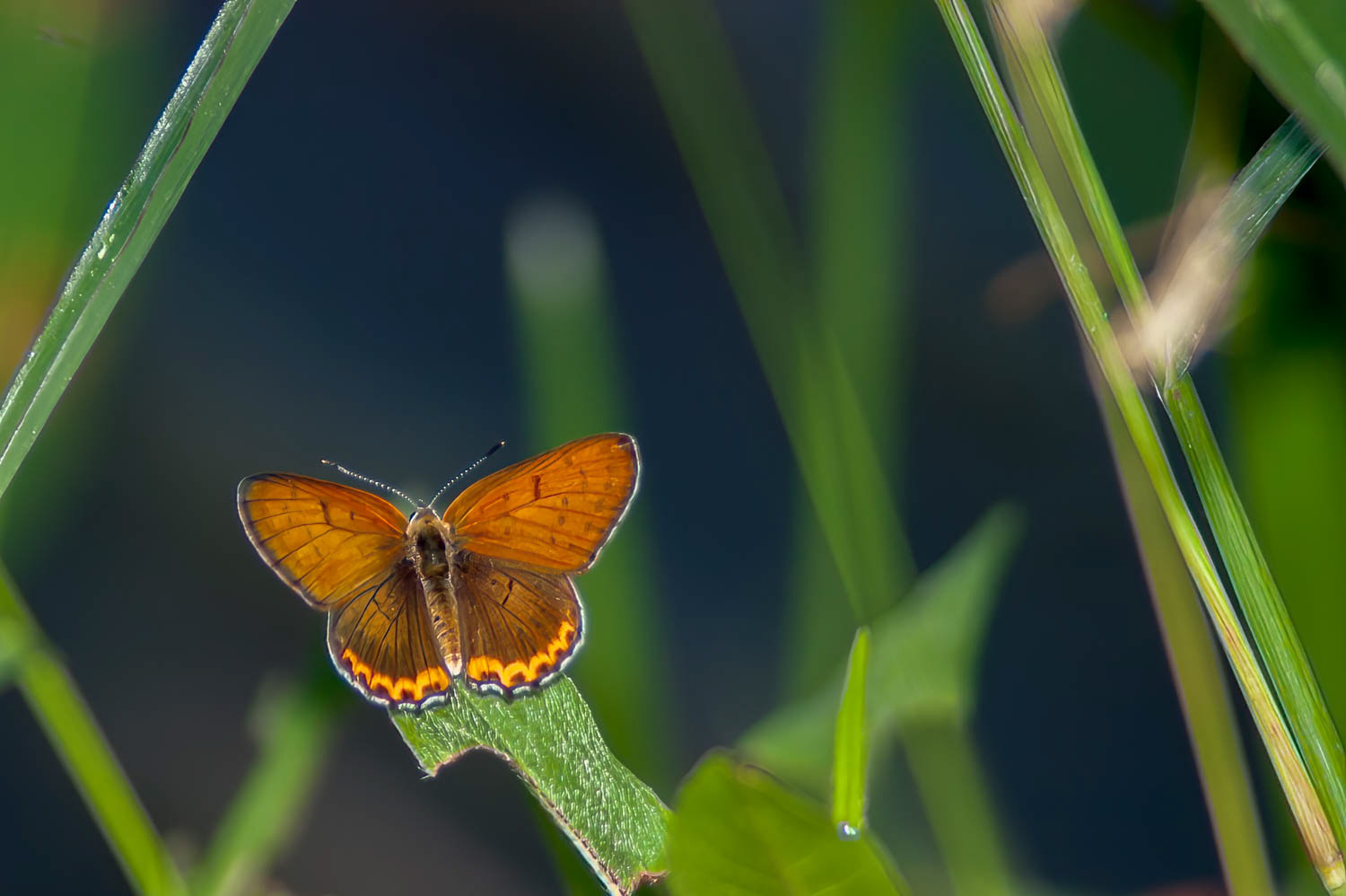 Bronze Copper (Lycaena hyllus)