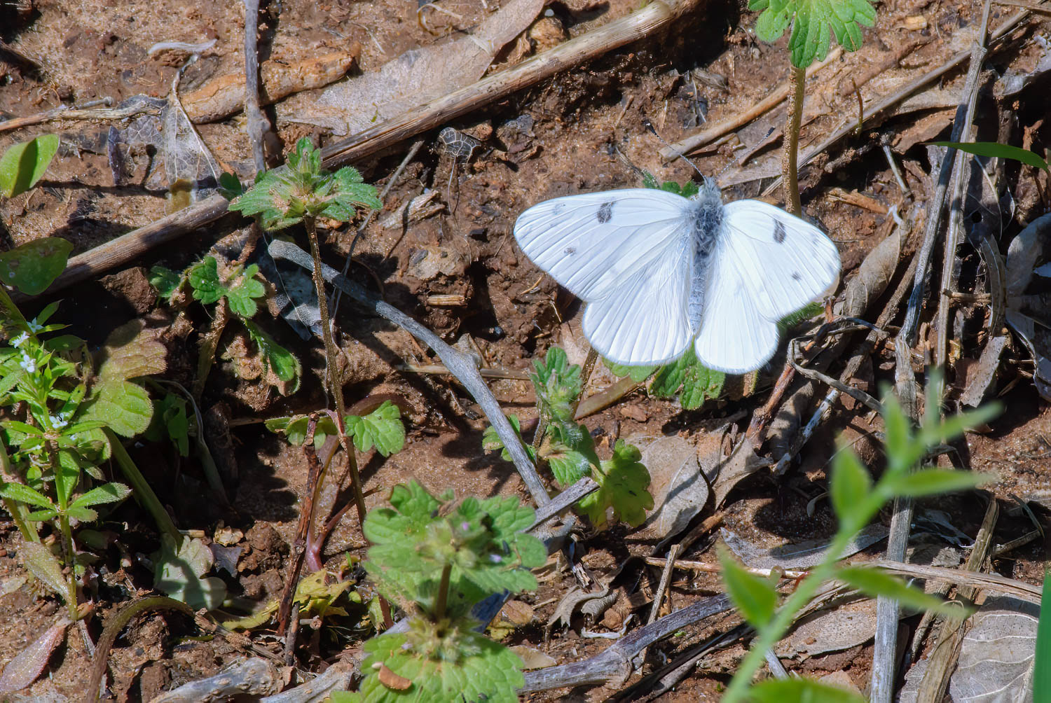 Cabbage White (Pieris rapae)