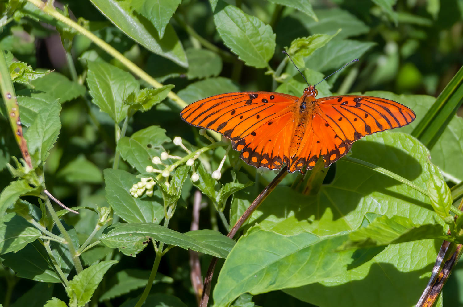 Gulf Fritillary (Agraulis vanillae)