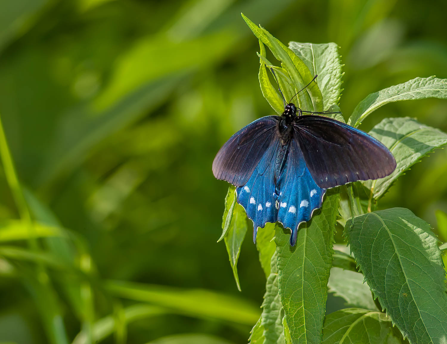 Pipevine Swallowtail Battus philenor)