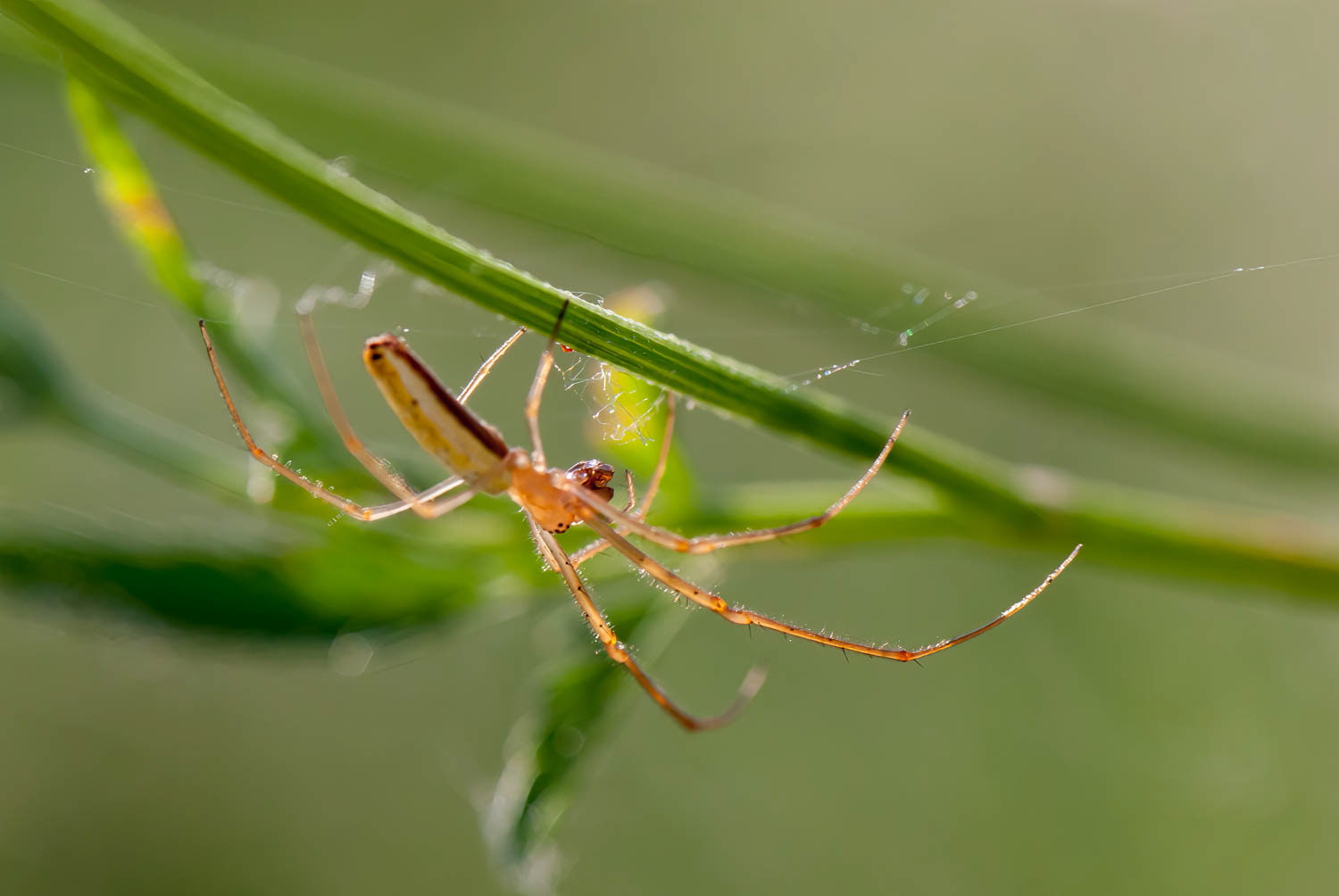 Long-jawed Orb Weaver (Tetragnatha spp.)