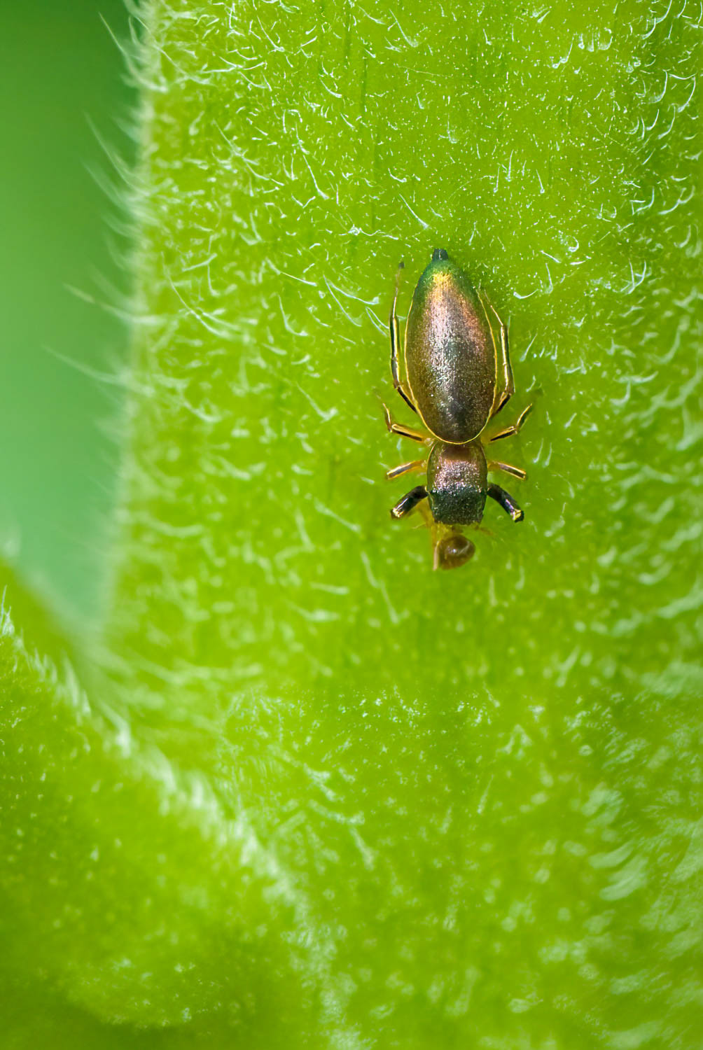 Jumpong Spider (Salticidae)