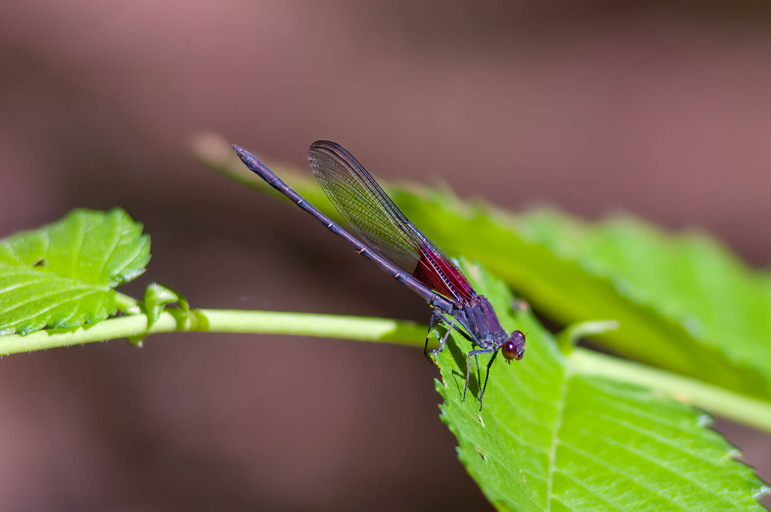 American Rubyspot (Hetaerina americana)