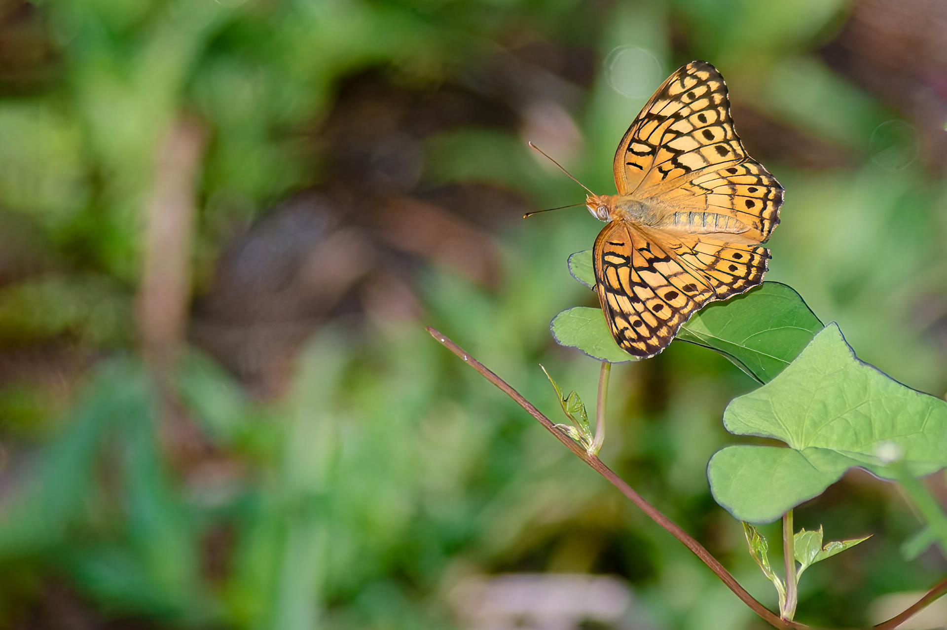 Variegated Fritillary