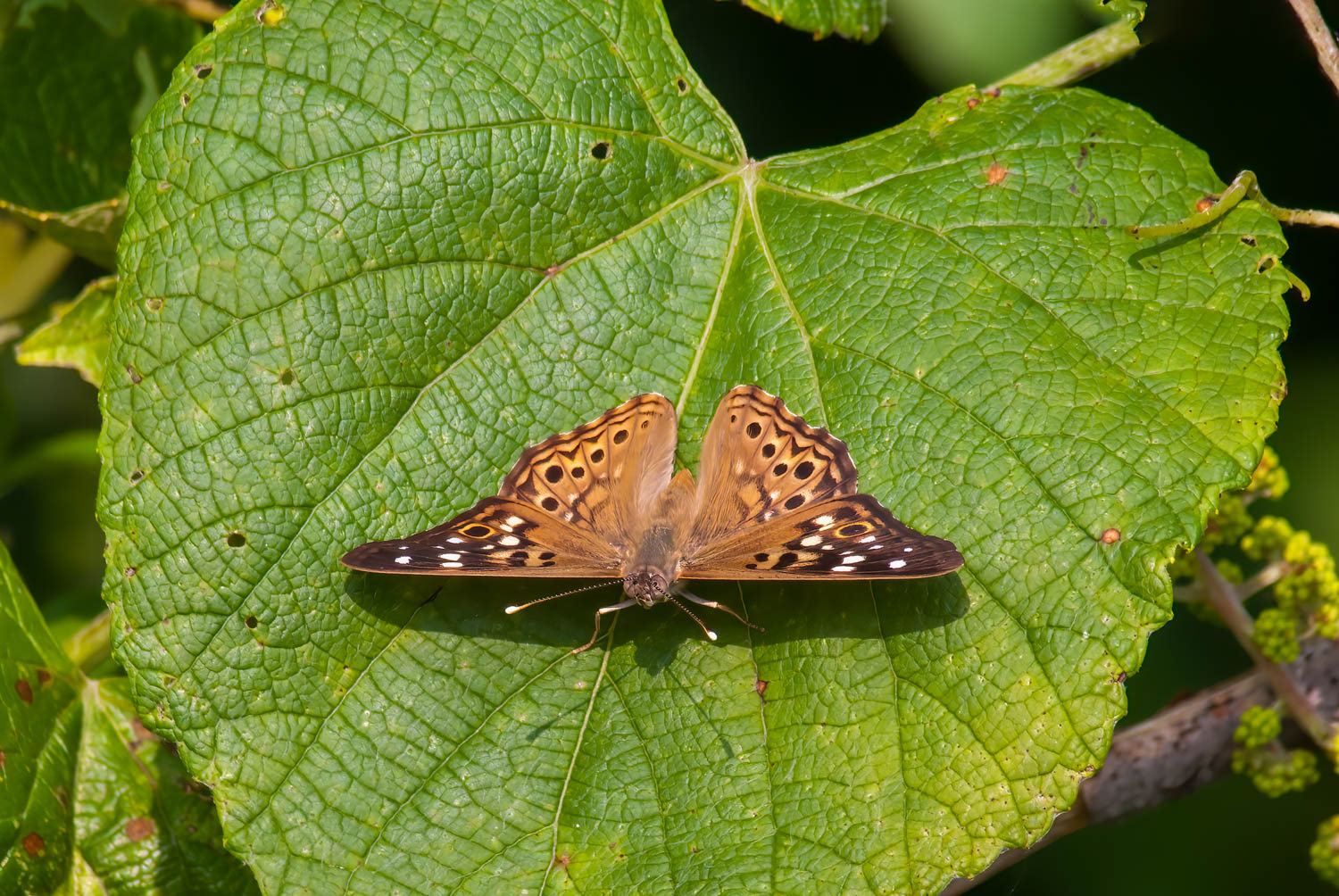 Hackberry Emperor (Asterocampa celtis)