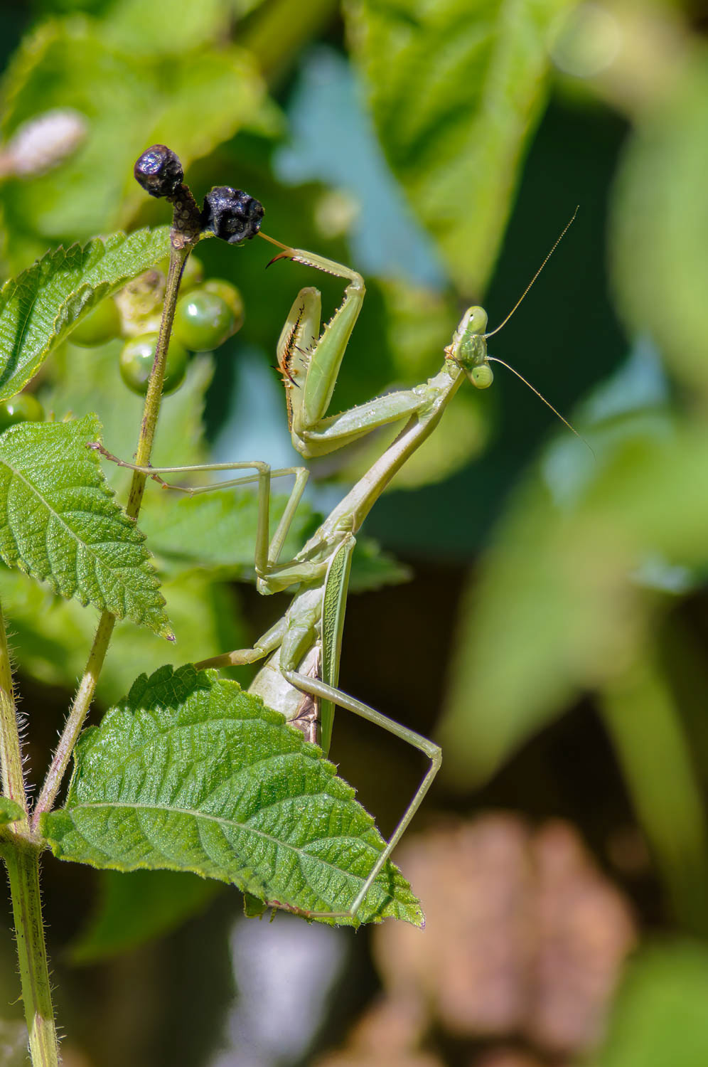 Praying Mantis