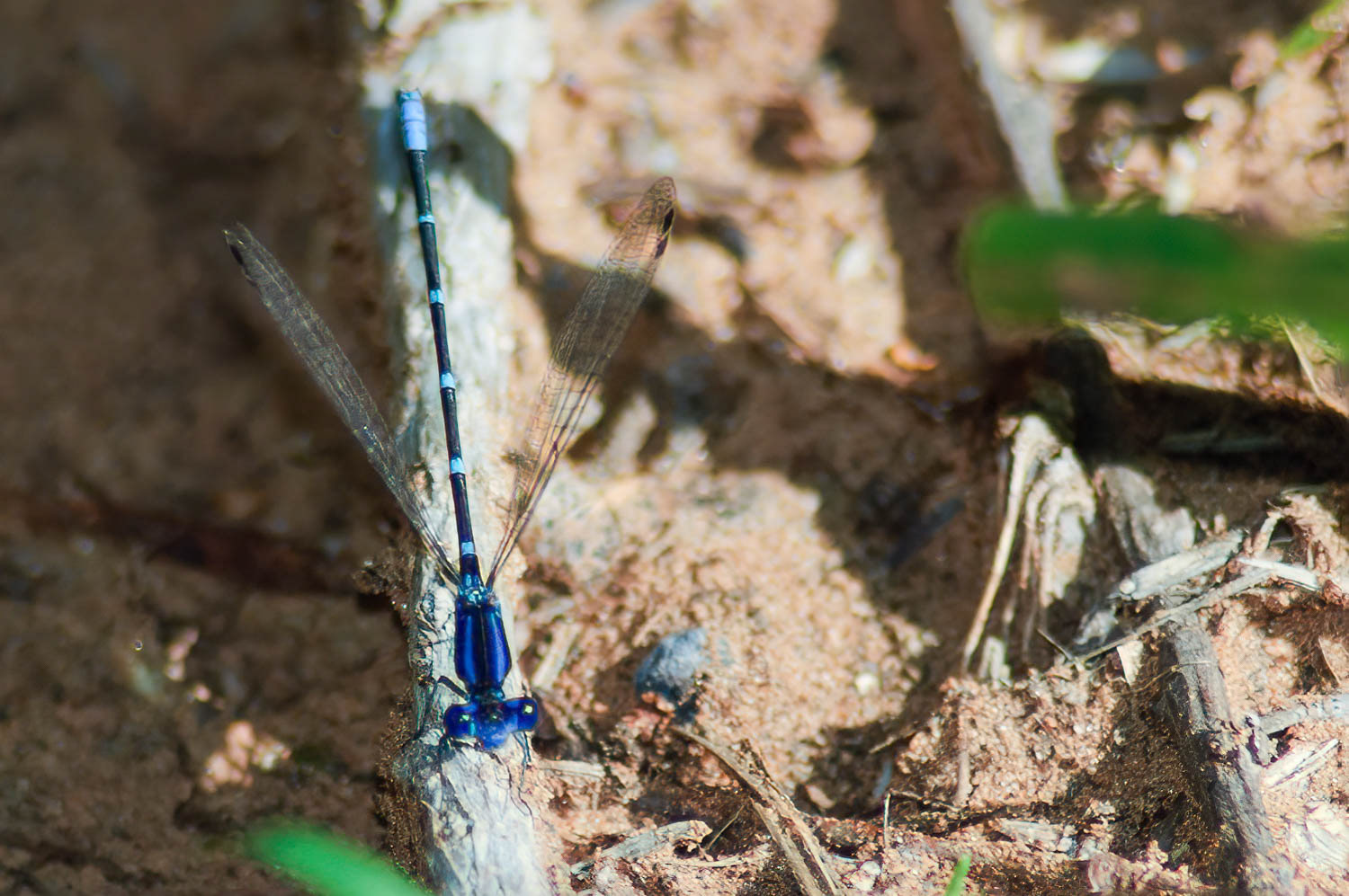 Blue-ringed Dancer (Argia sedula)