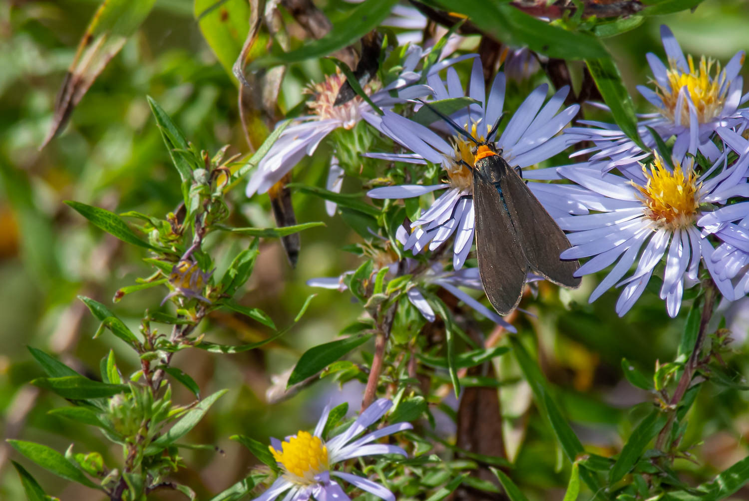 Yellow-collared Scape Moth (Cisseps fulvicollis)