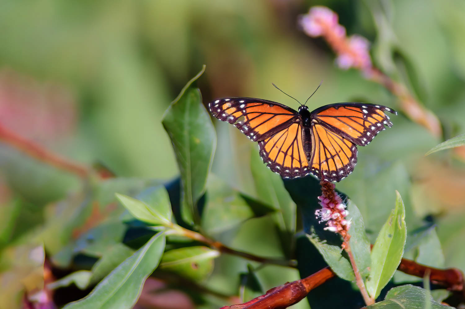 Viceroy (Limenotis archippus)