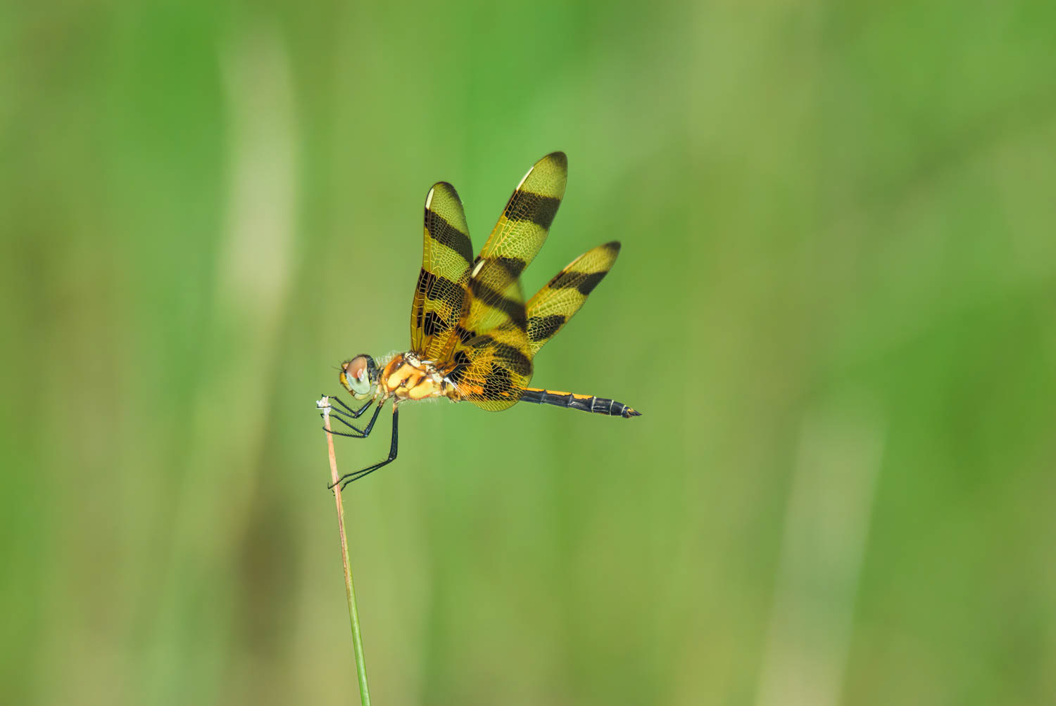Halloween Pennant (Celithemis eponina)
