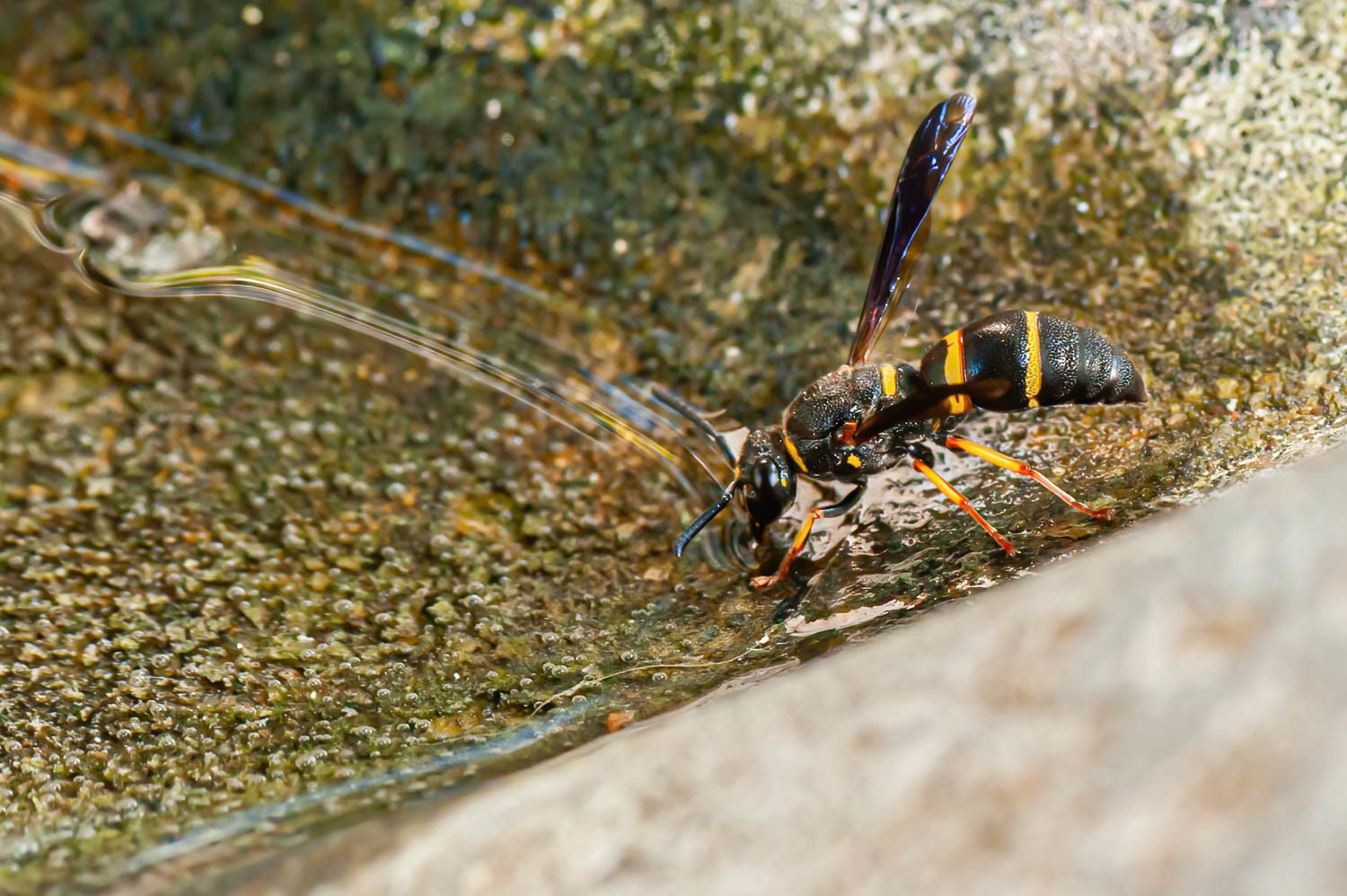 Northern Paper Wasp (Polistes fuscatus)