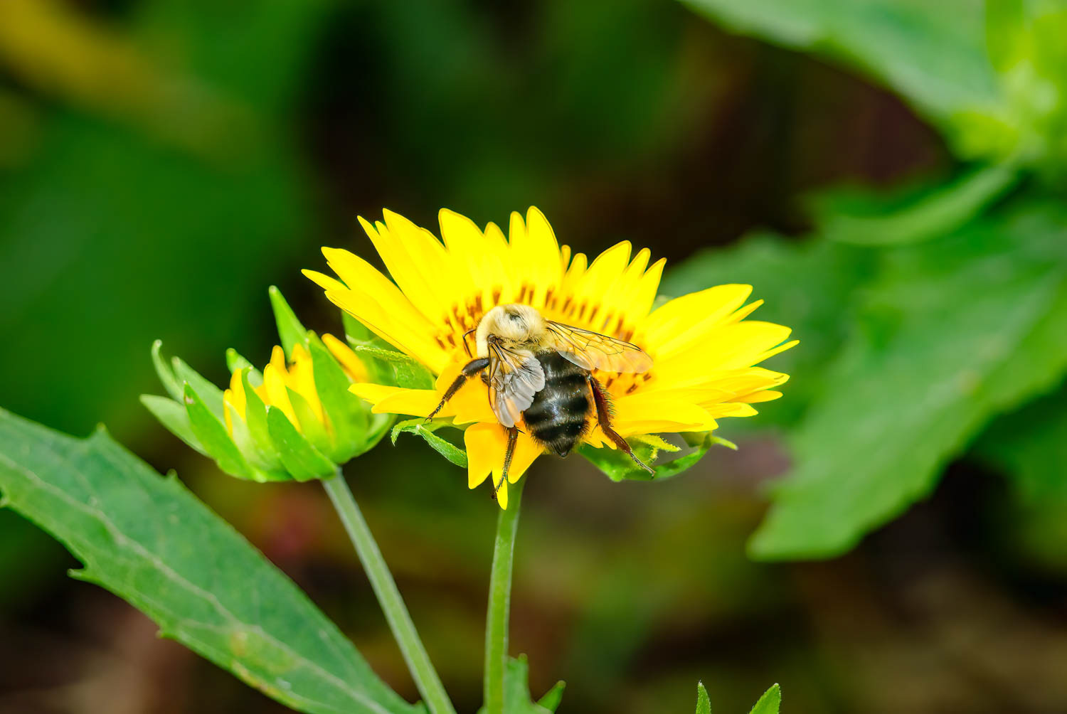 Eastern Carpenter Bee (Xylocopa virginica)