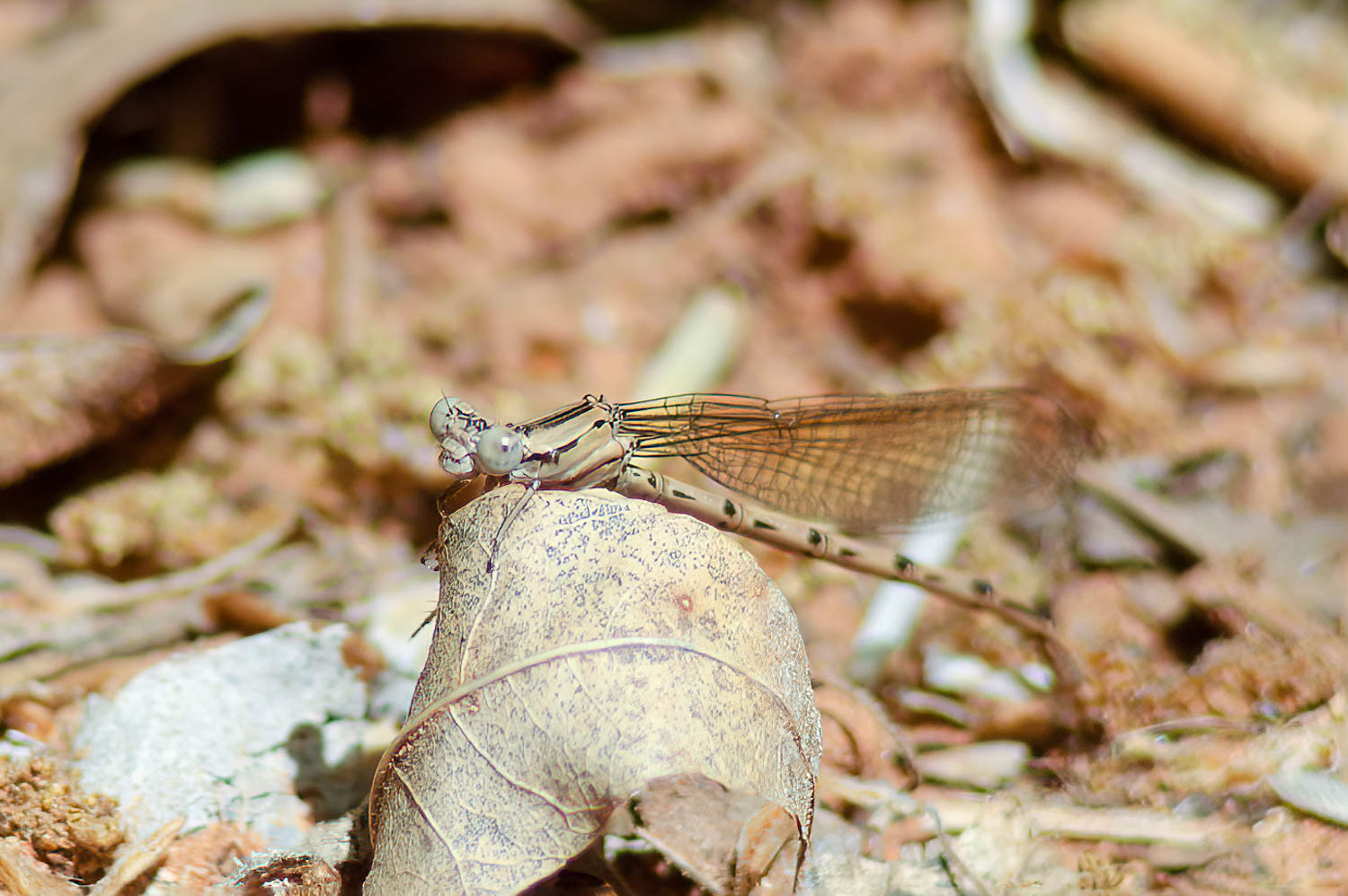 Blue-ringed Dancer (Argia sedula)