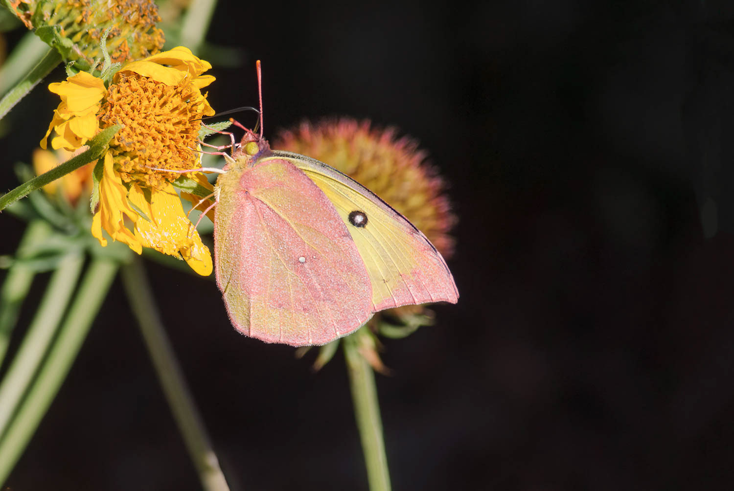 Southern Dogface (Zerene cesonia)