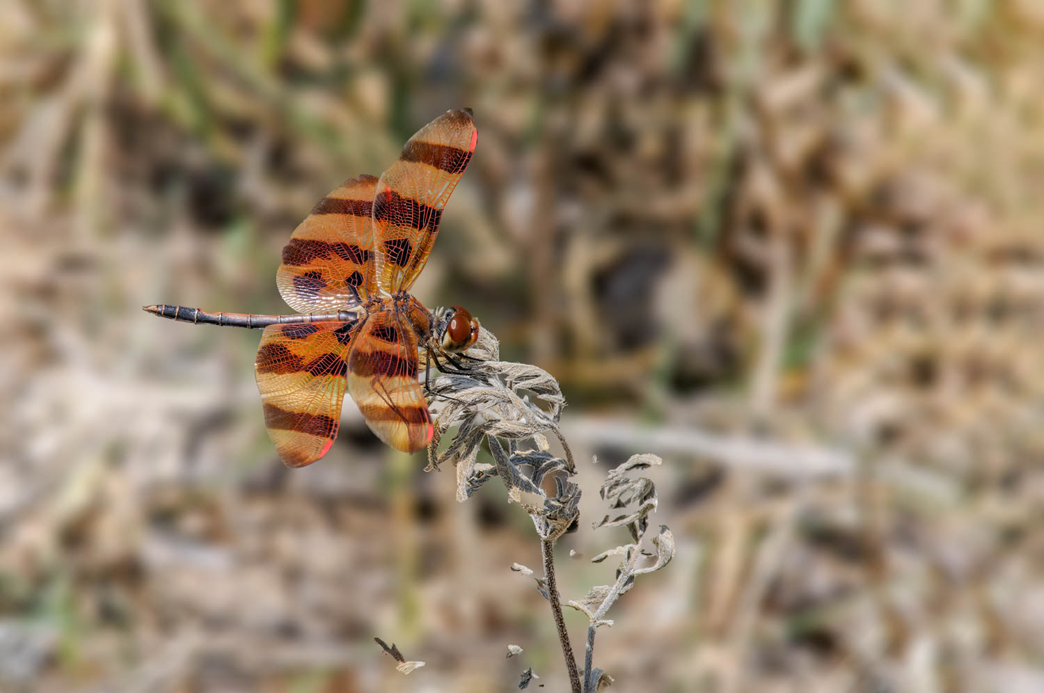 Halloween Pennant (Celithemis eponina)