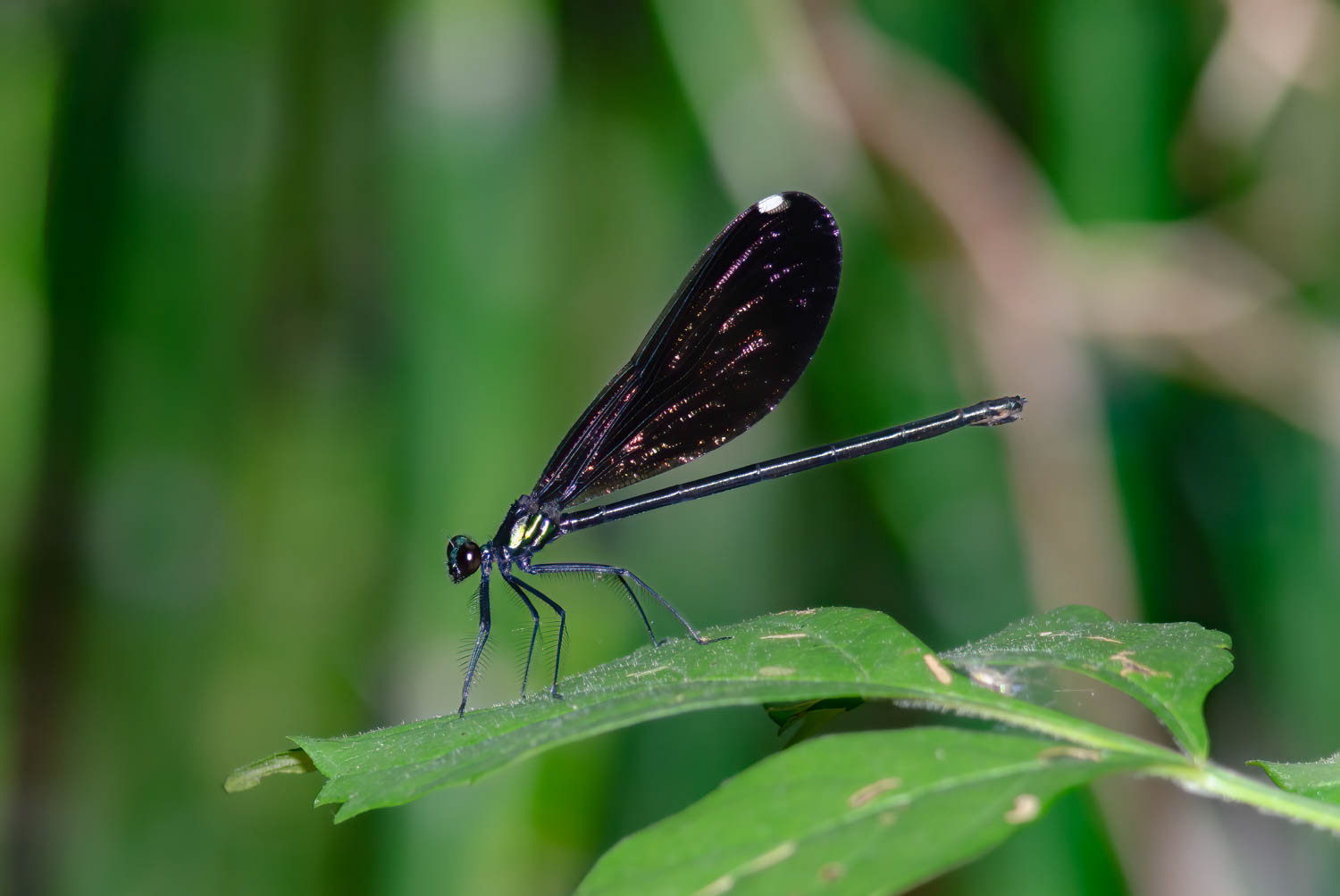 Ebony Jewelwing (Calopteryx maculata) Female