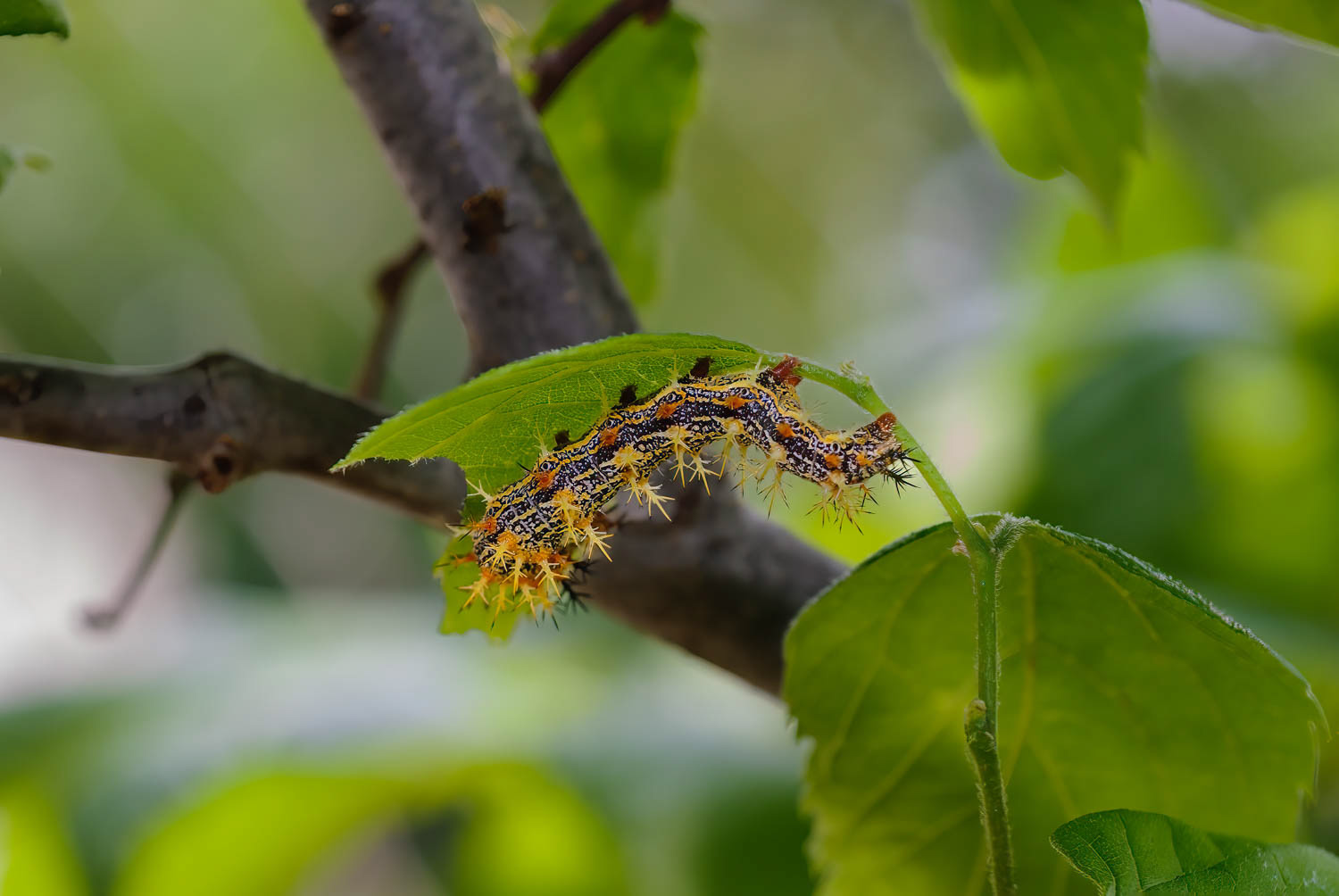 Question Mark Cateroillar (Polygonia interrogationis)