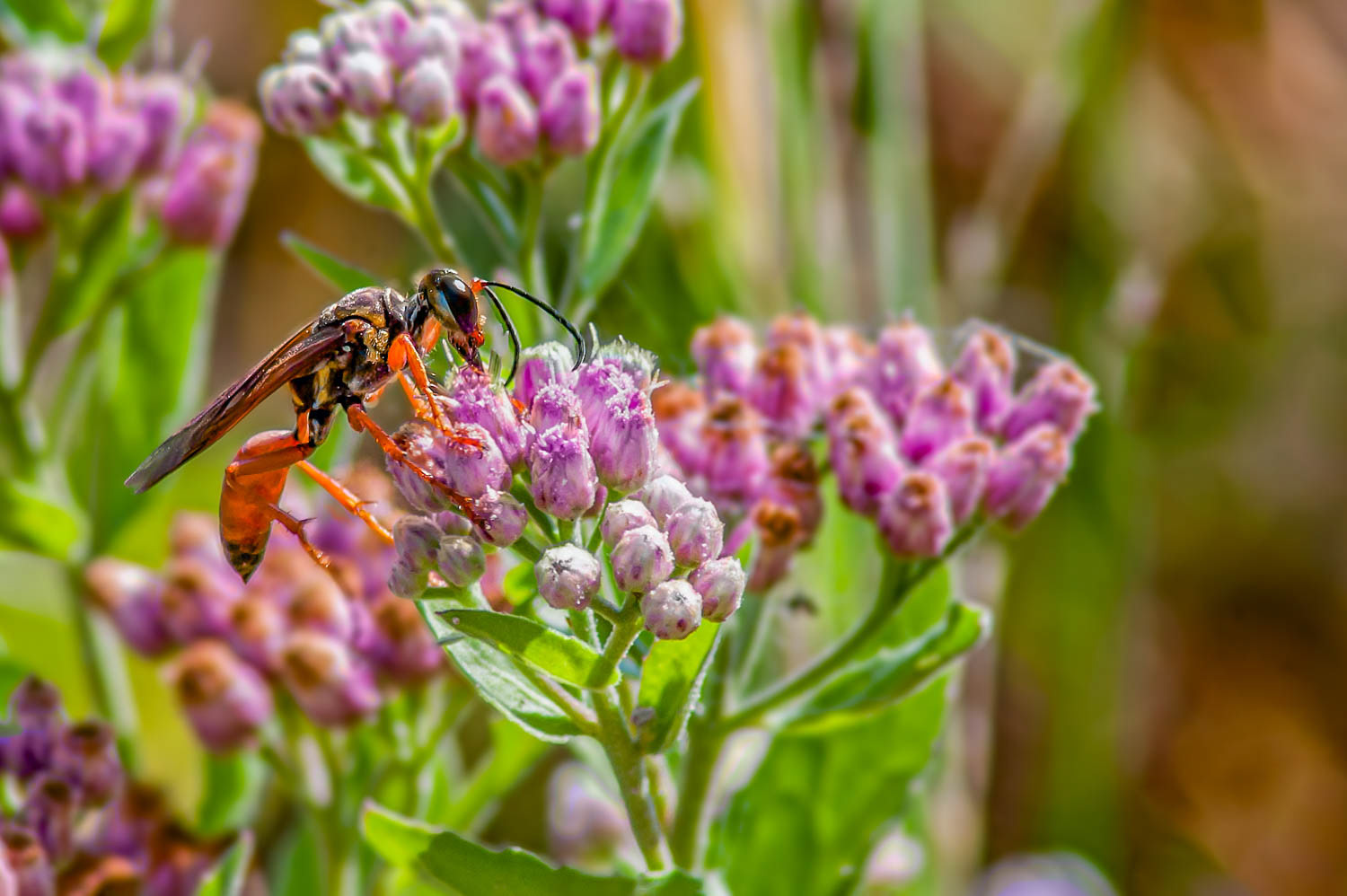Golden Digger Wasp ( (Sphex ichneumoneus)