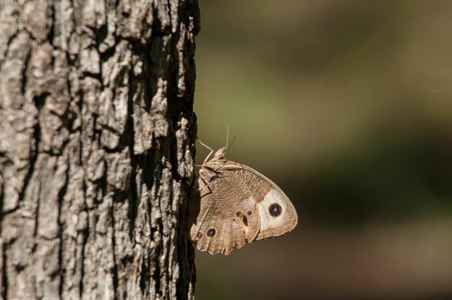 Common Wood Nymph (Cercyonis pegala)