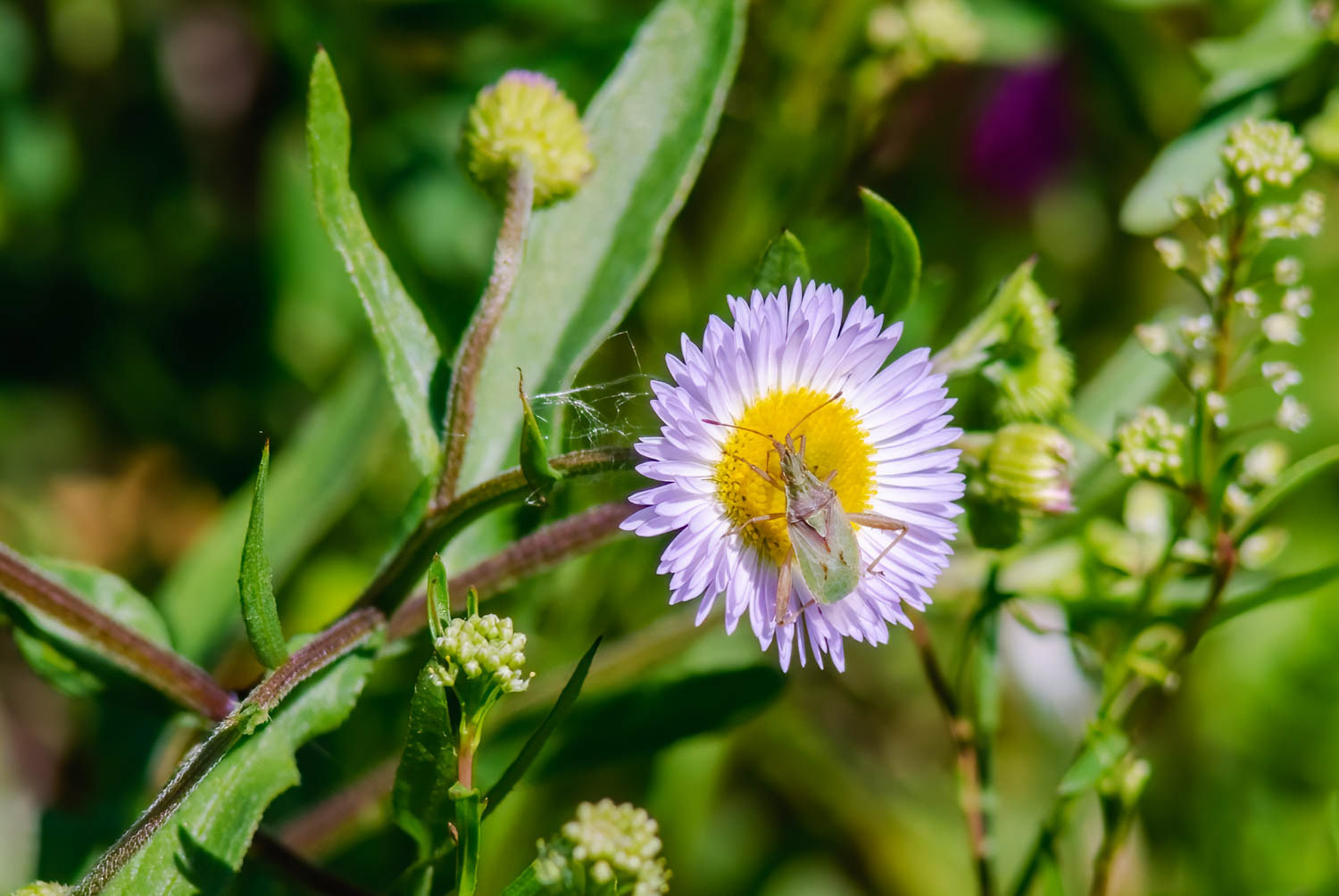 Plant Bug