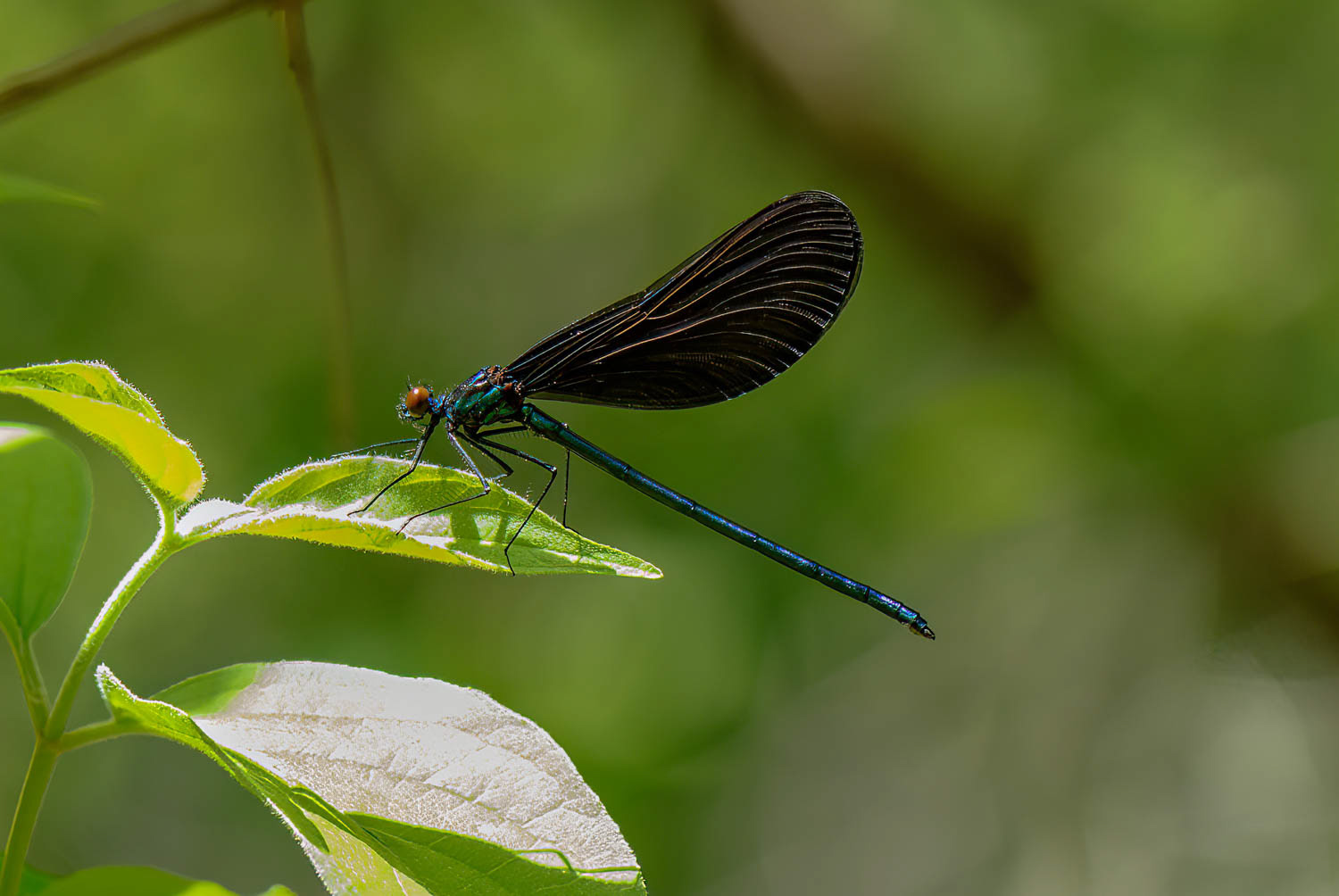 Ebony Jewelwing (Calopteryx maculata) Male