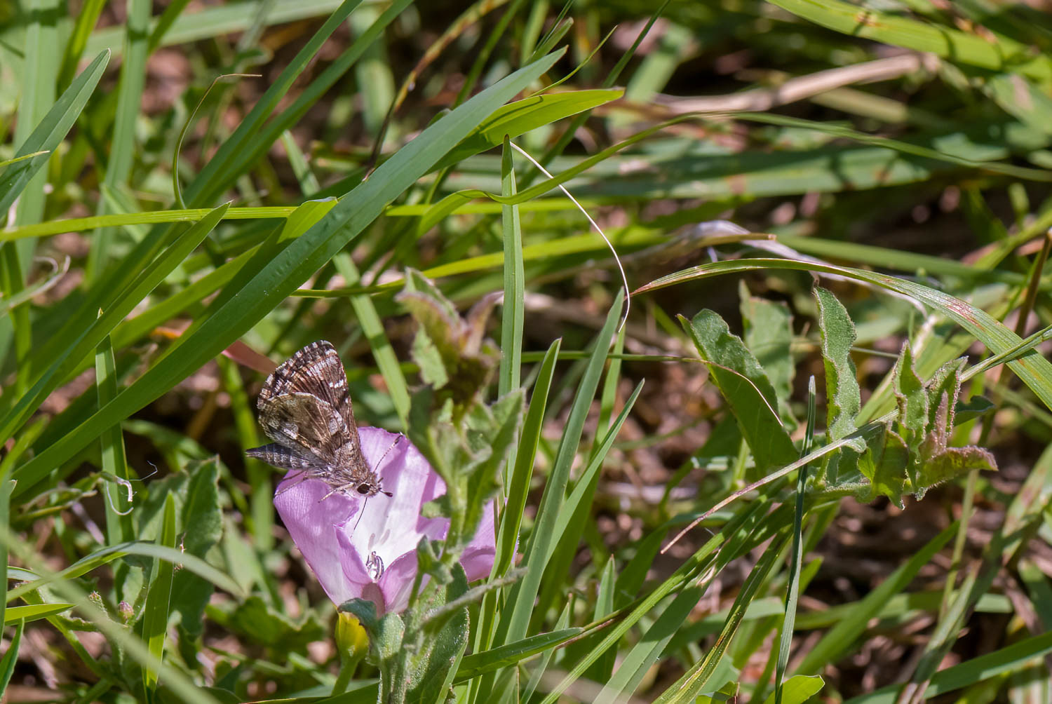 Nysa Roadside Skipper (Amblyscirtes nysa)