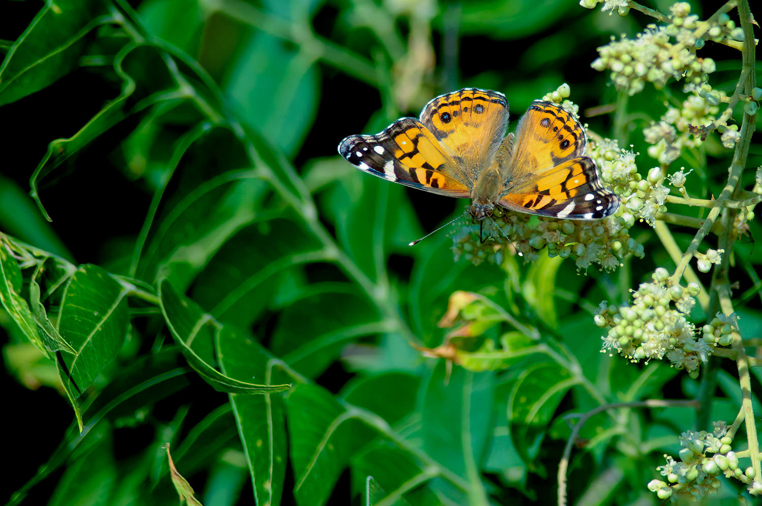 American Lady (Vanessa virginiensis)