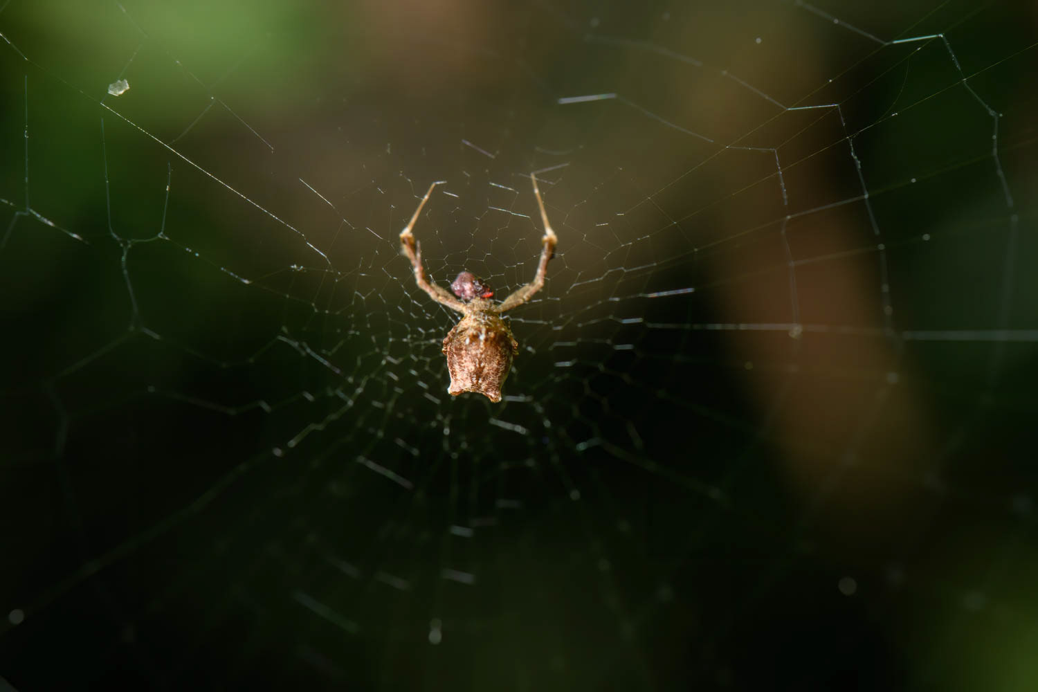 Hothouse Featherleg Spider (Uloborus plumipes photos)
