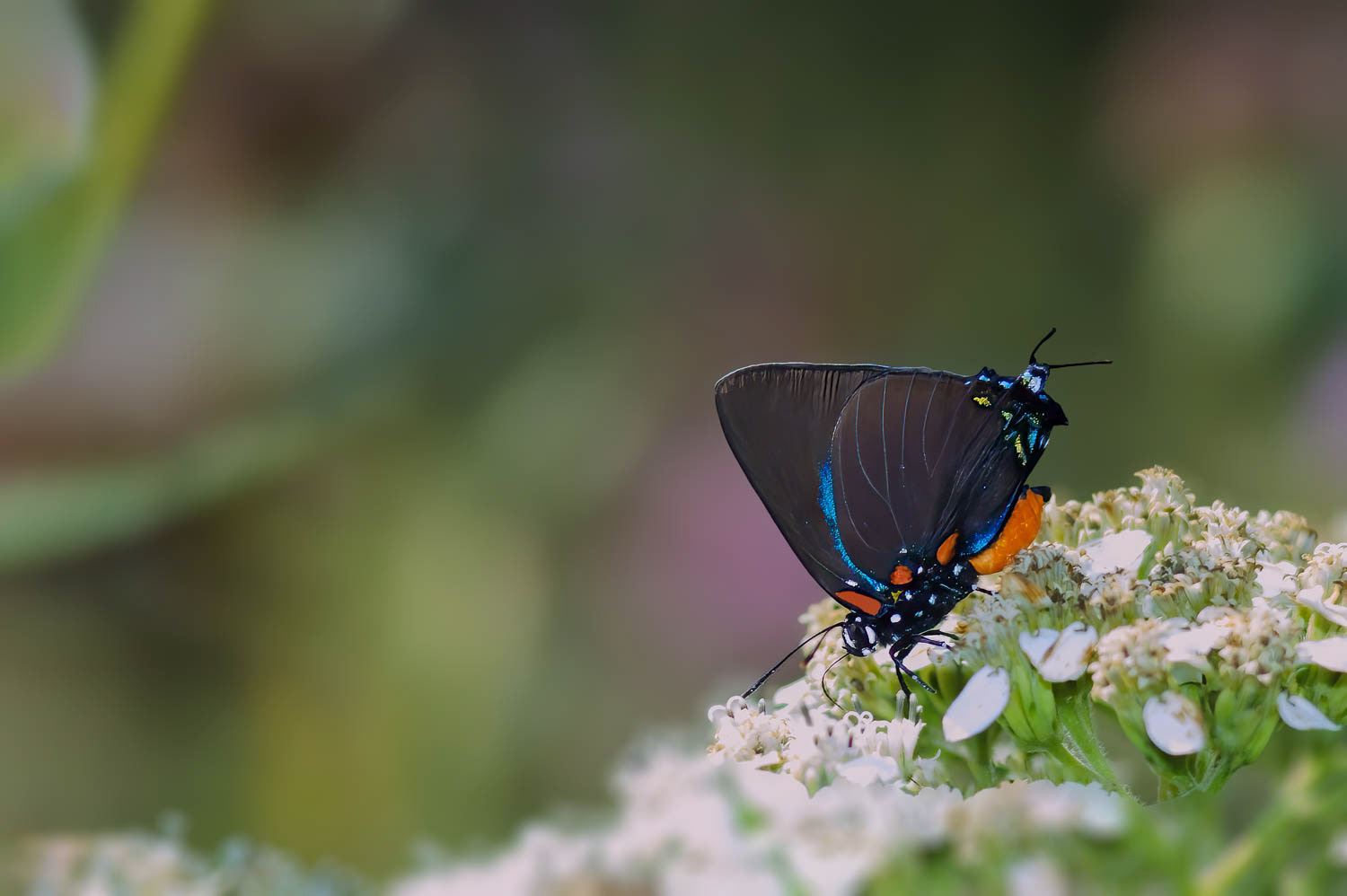Great Purple Hairstreaks (Atlides halesus)