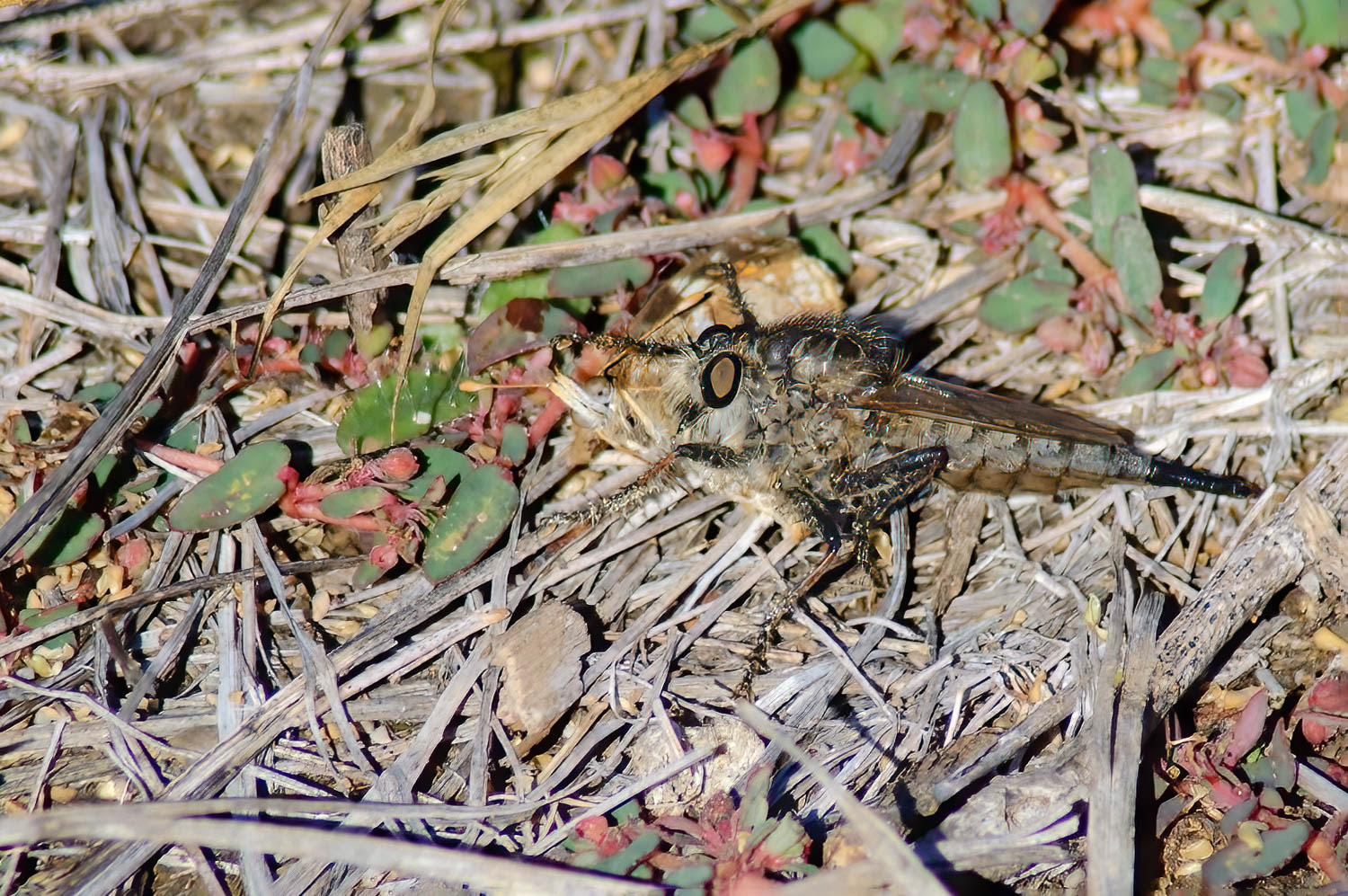 Robber Fly (Eggeria albibarbis)