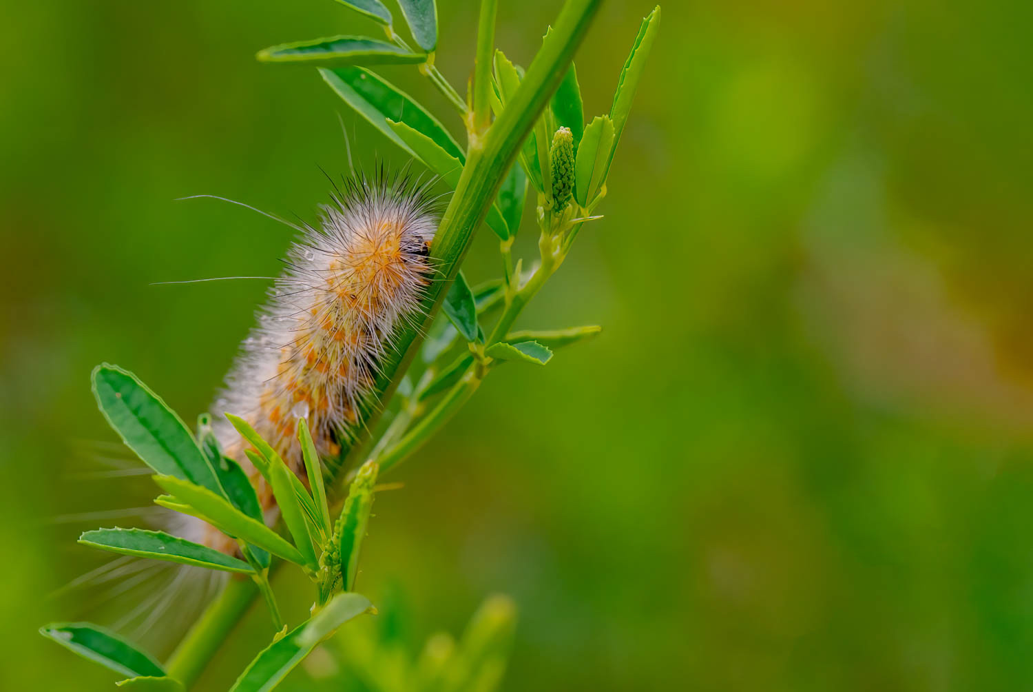Salt Marsh Moth Caterpillar (Estigmene acrea)
