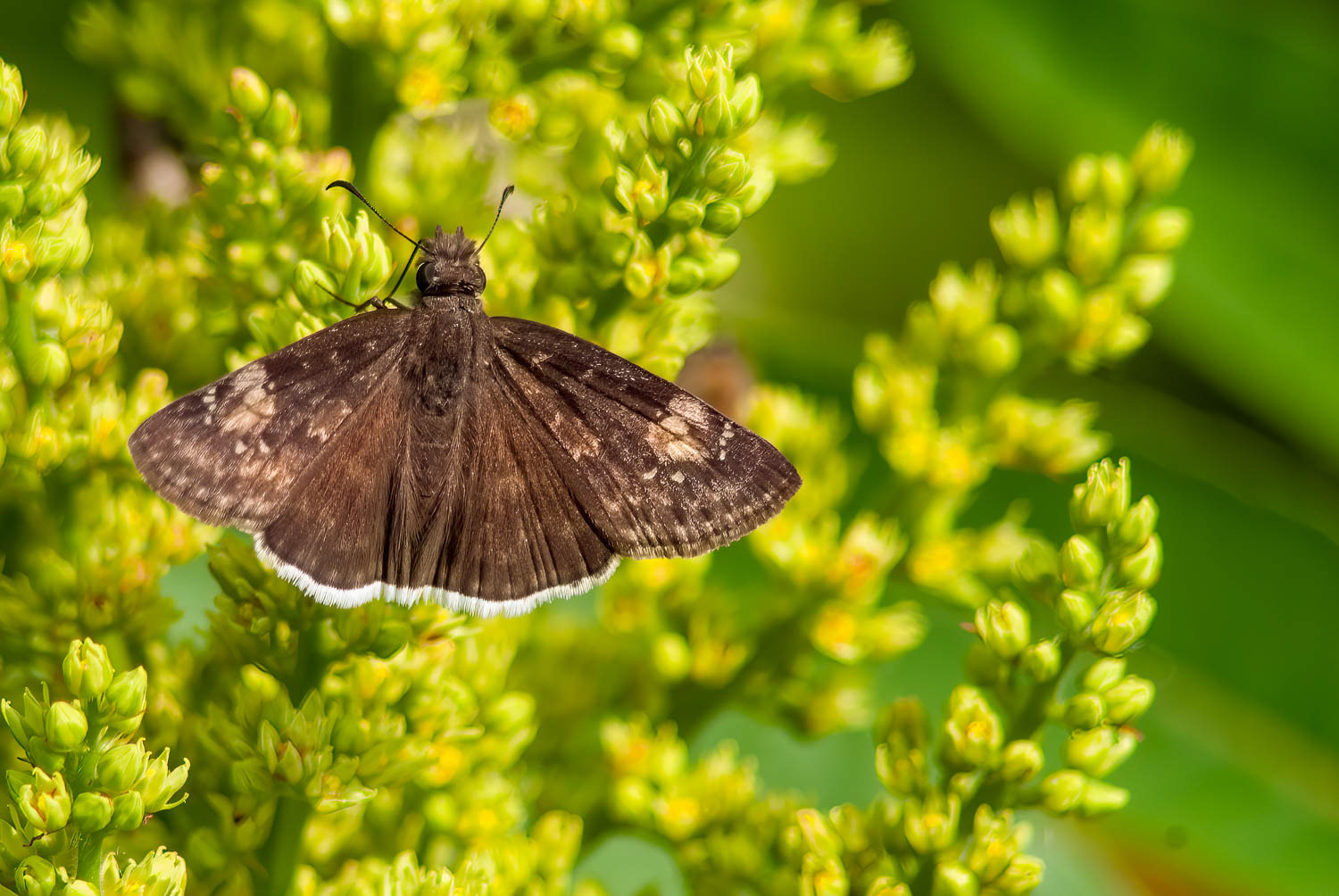 Funeral Duskywing ( Erynnis funeralis)