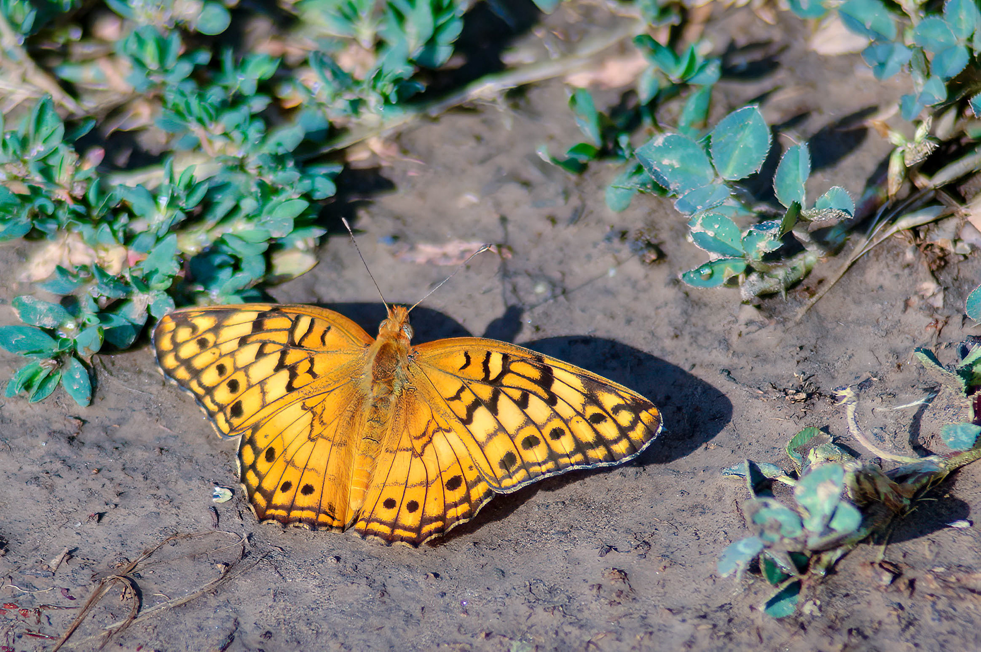 Variegated Fritillary