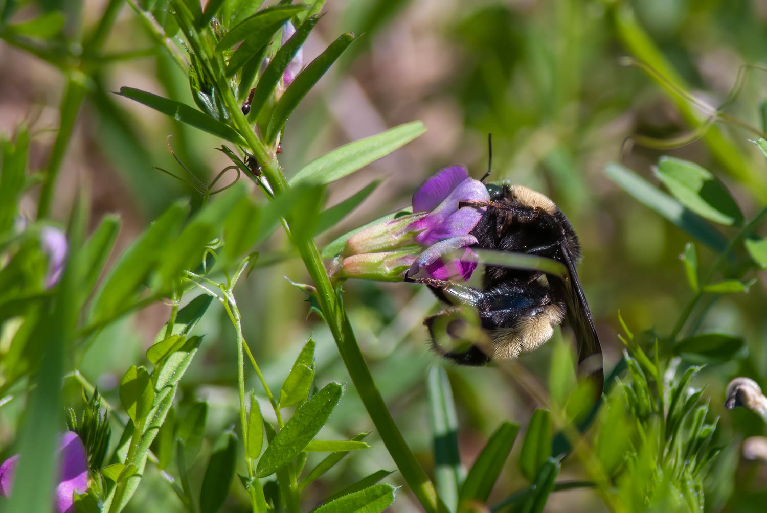 Golden Northern Bumble Bee (Bombus fervidas)