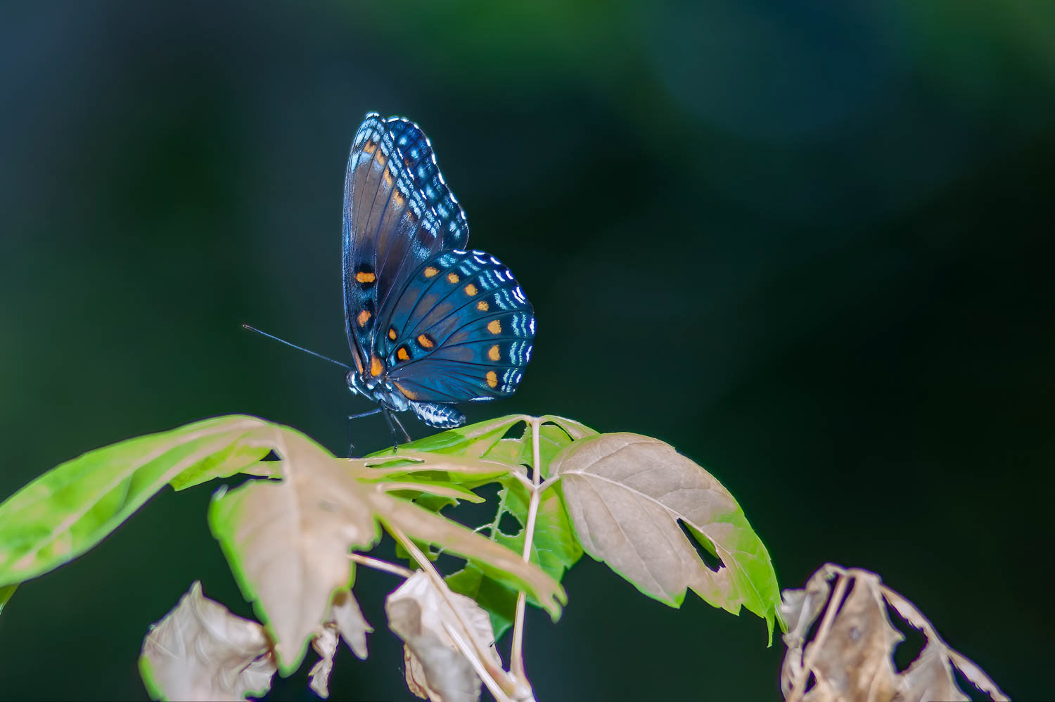 Red-spotted Purple (Limenitis arthemis astyanax)