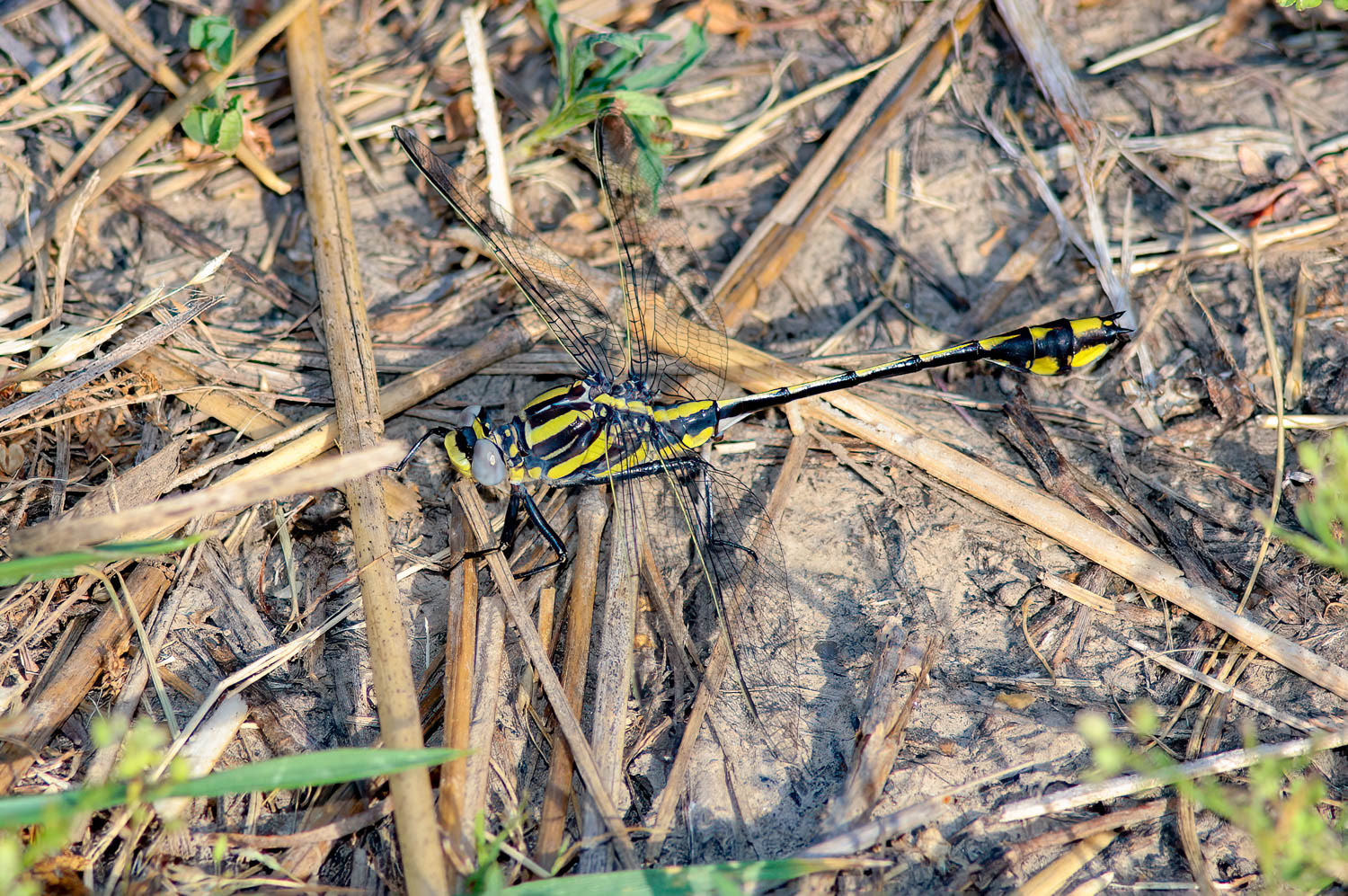 Plains Clubtail (Gomphurus externus)