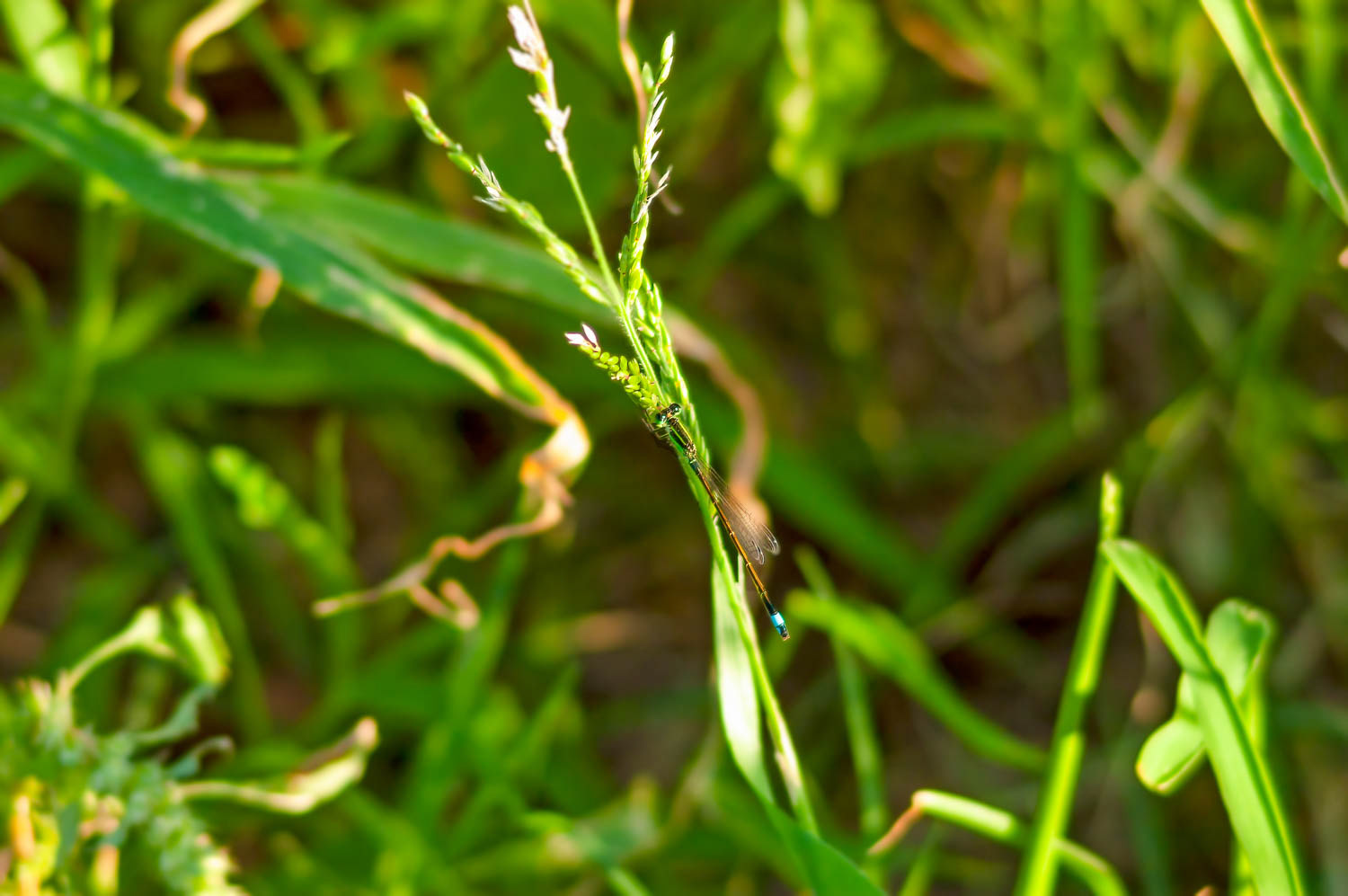 Ramburs Forktail Male (Ischnura Ramburii)