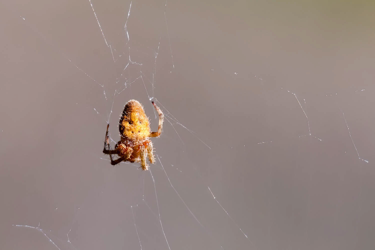 Spotted Orb Weaver Spider